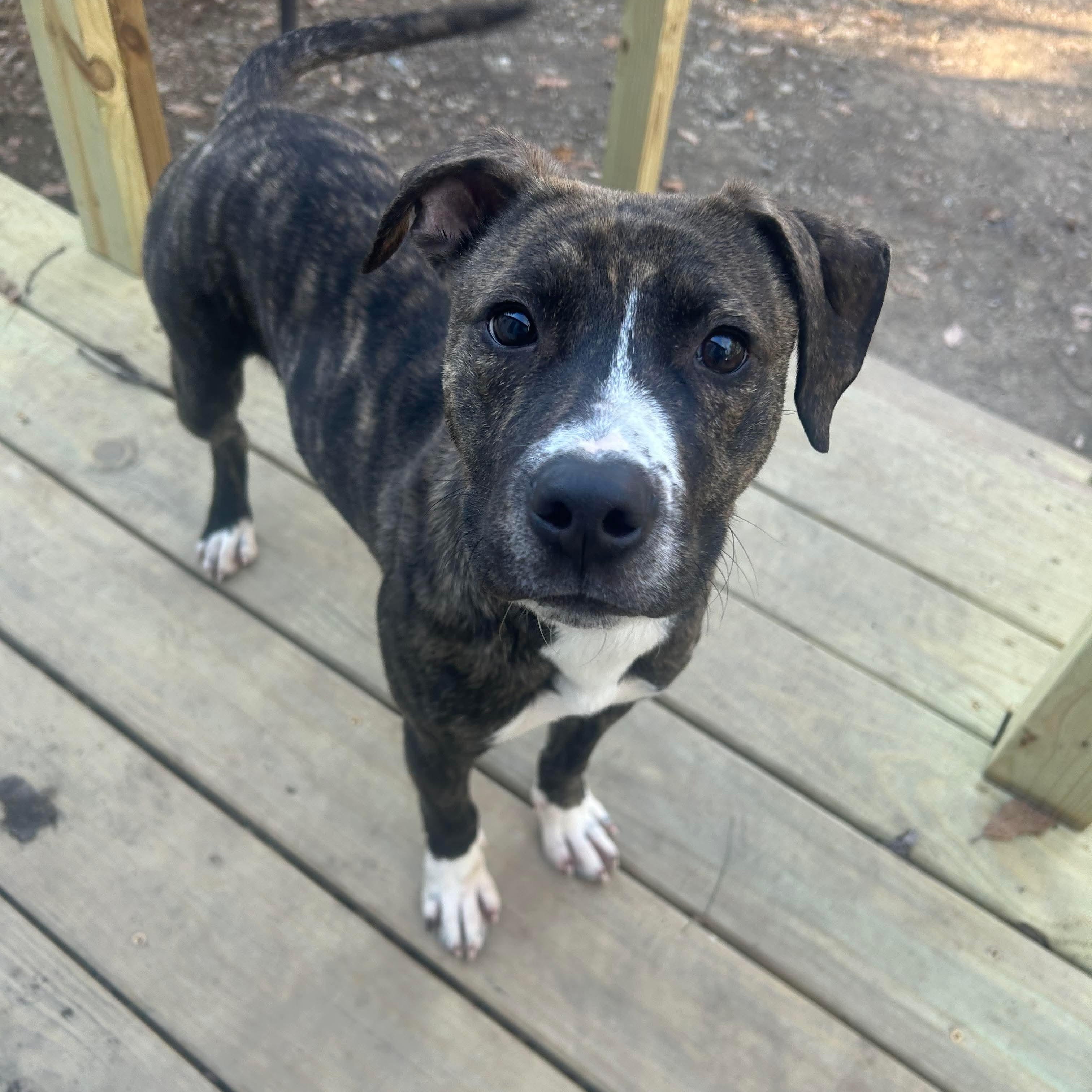 Enlarge Camo, a ADOPTABLE mixed breed in Bethlehem, PA image 1/6