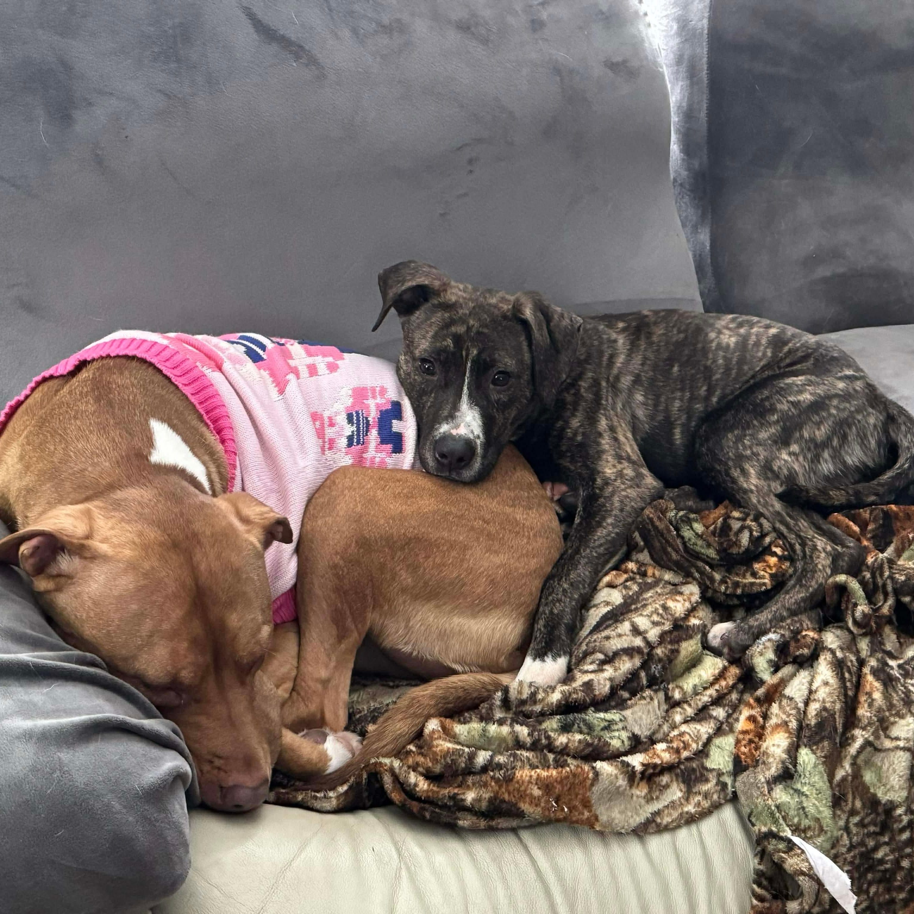 Enlarge Camo, a ADOPTABLE mixed breed in Bethlehem, PA image 5/6