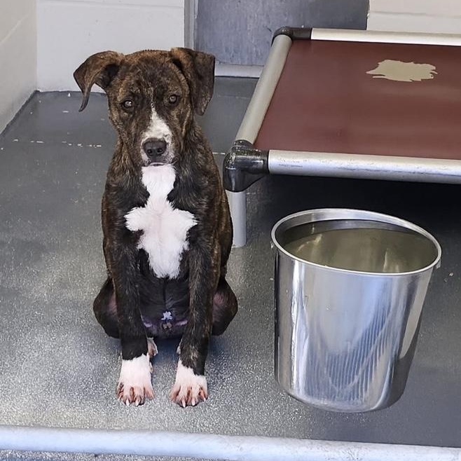 Enlarge Camo, a ADOPTABLE mixed breed in Bethlehem, PA image 2/3