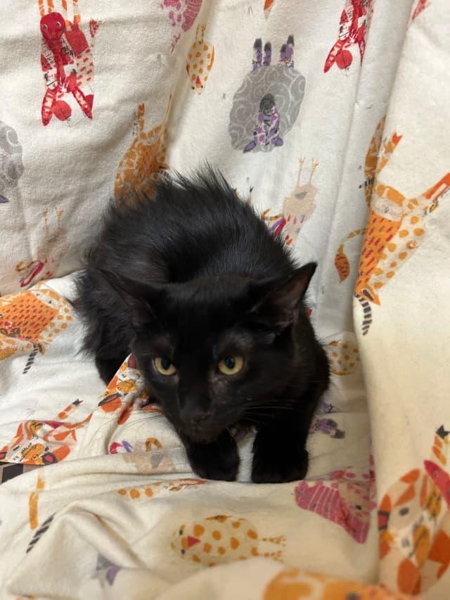 Daphne, Adoptable, Adult Female Domestic Short Hair.