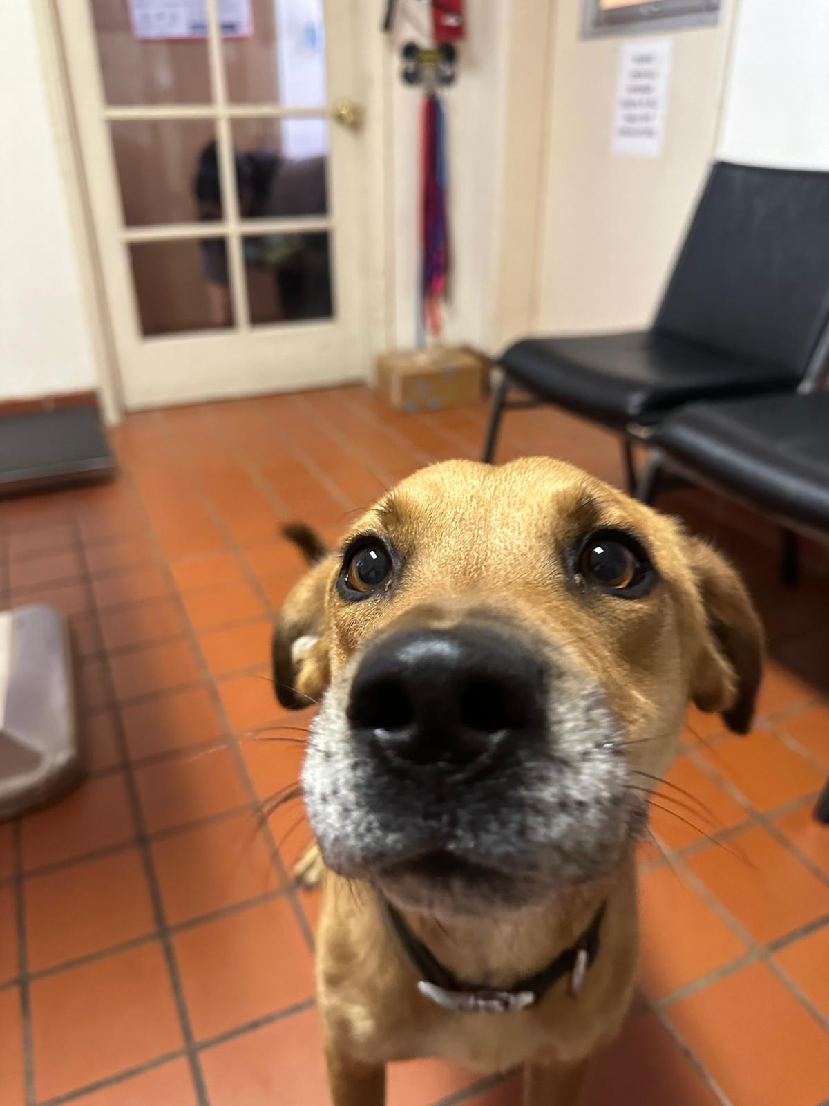 Walter, a Adoptable mixed breed in Nogales, AZ image 1/4