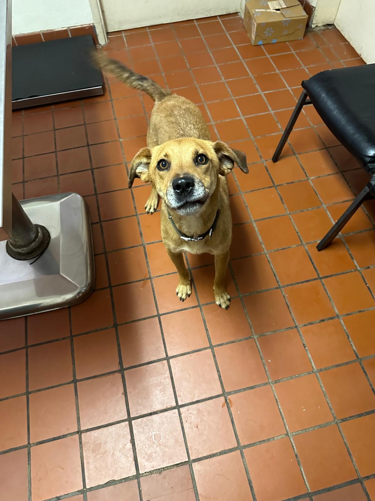 Walter, a Adoptable mixed breed in Nogales, AZ image 2/4