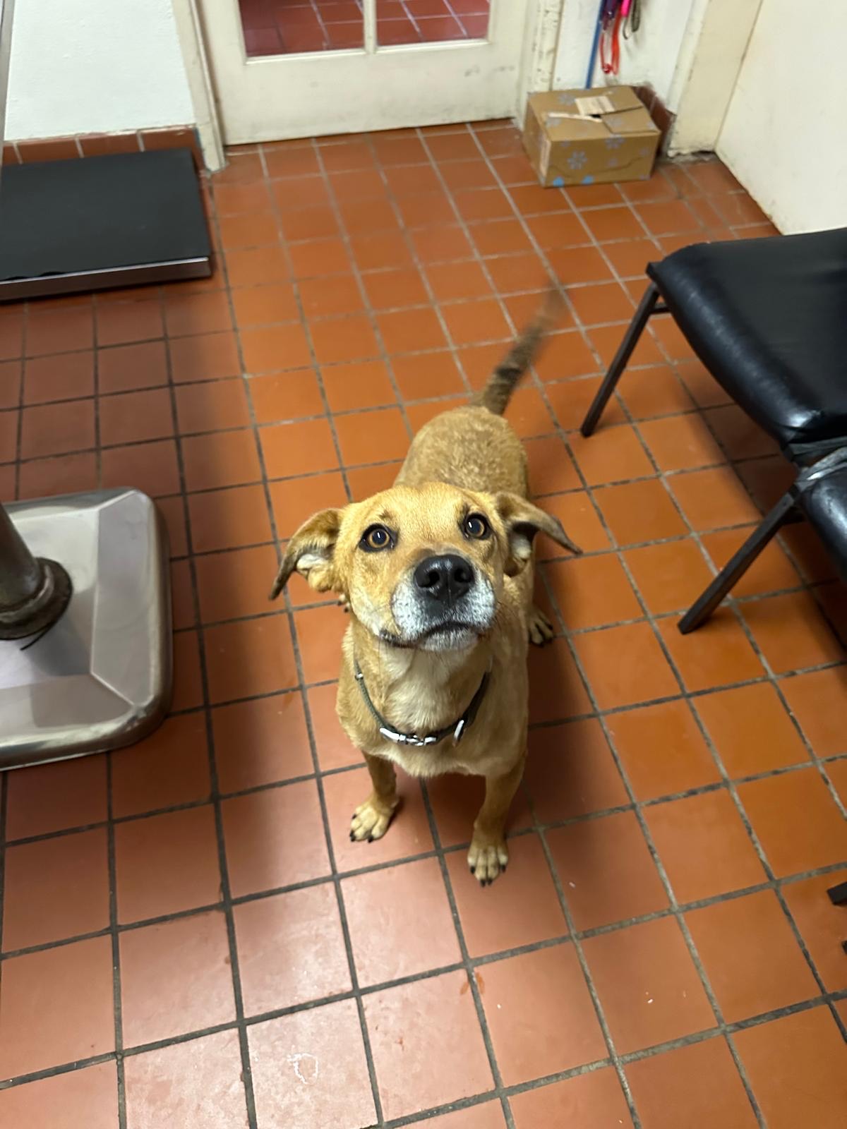 Walter, a Adoptable mixed breed in Nogales, AZ image 4/4