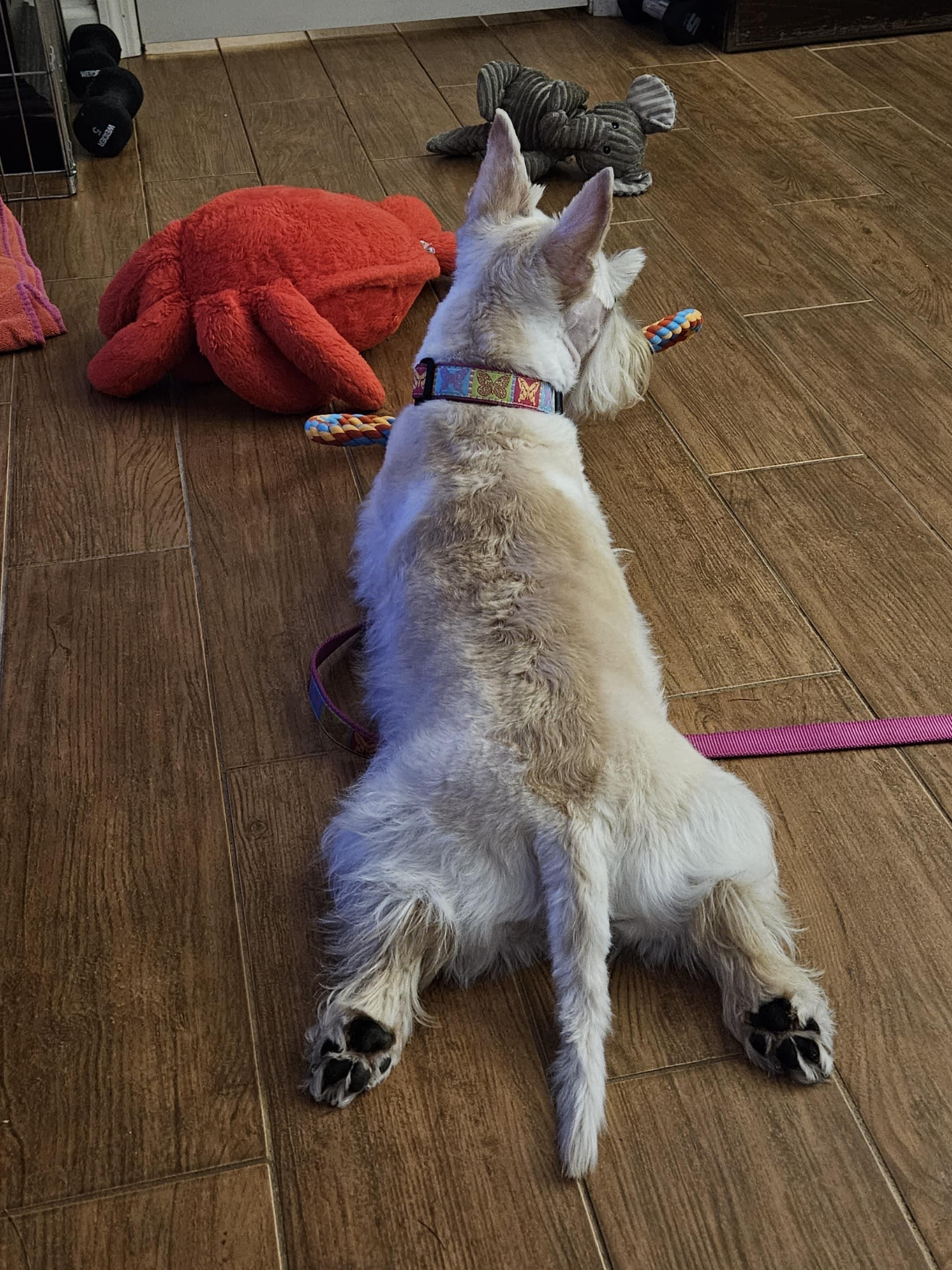 Sandy, a Adopted Scottish Terrier in Rockaway, NJ image 3/5