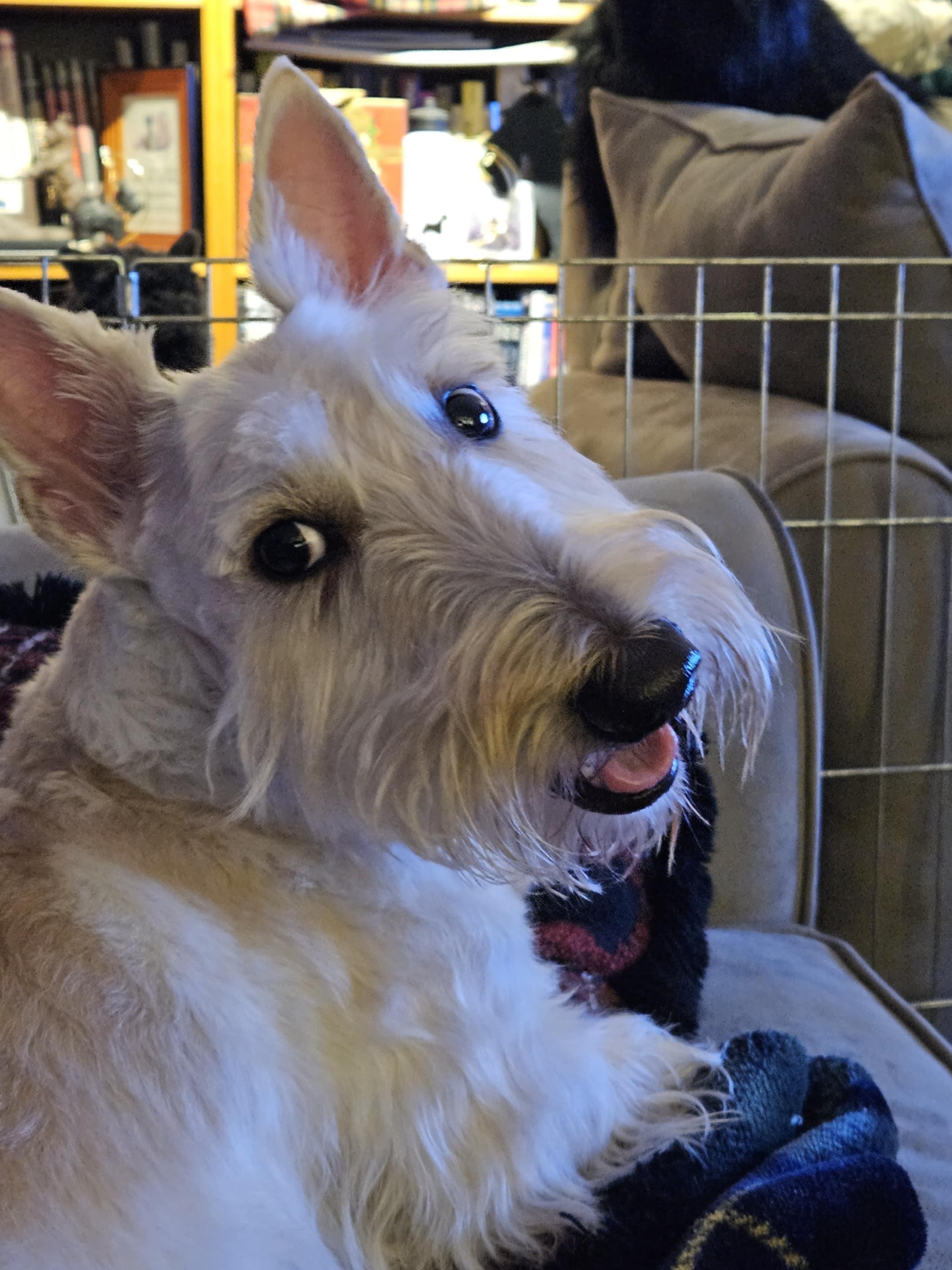 Sandy, a Adopted Scottish Terrier in Rockaway, NJ image 4/5