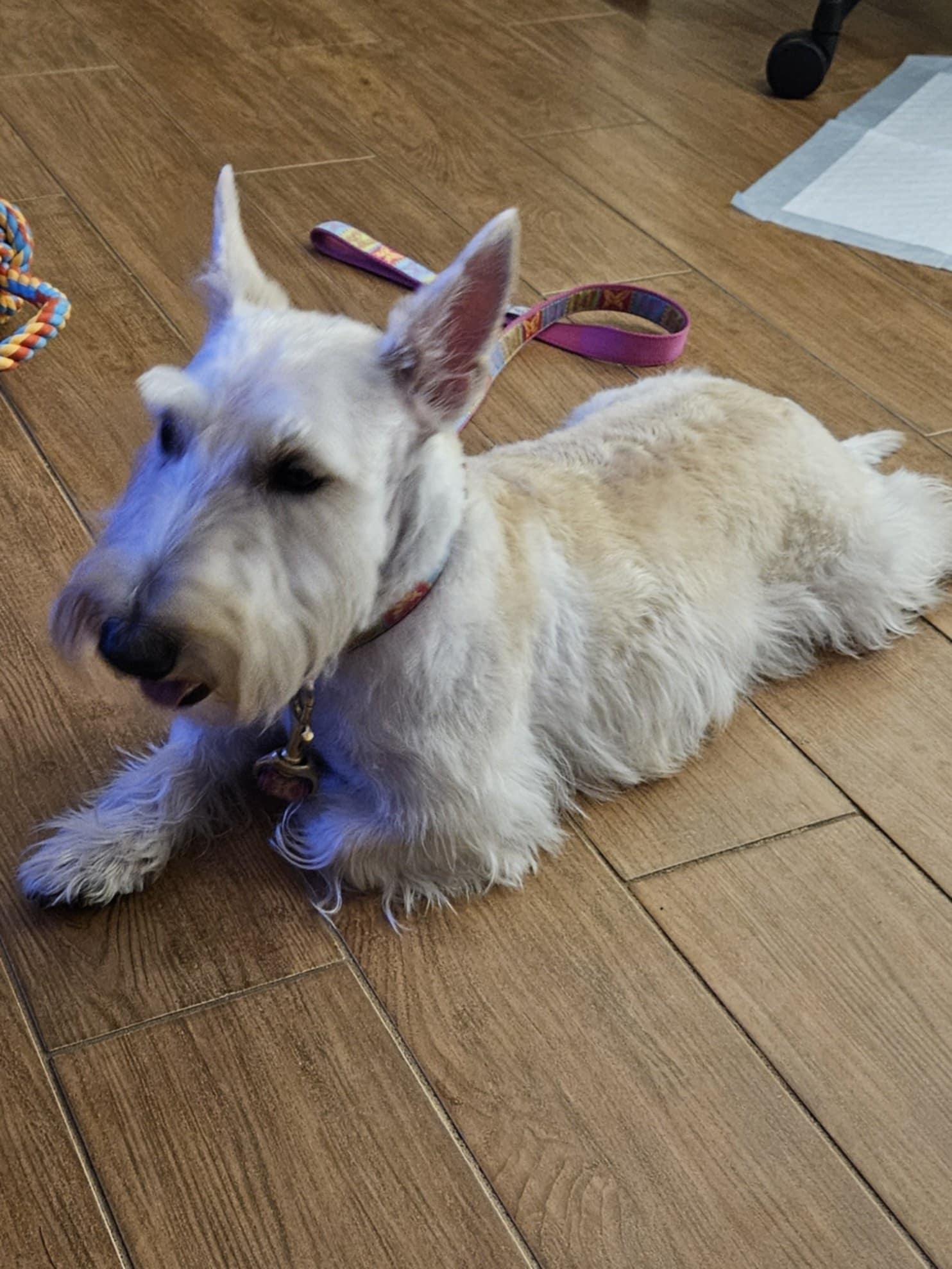 Sandy, a Adopted Scottish Terrier in Rockaway, NJ image 5/5