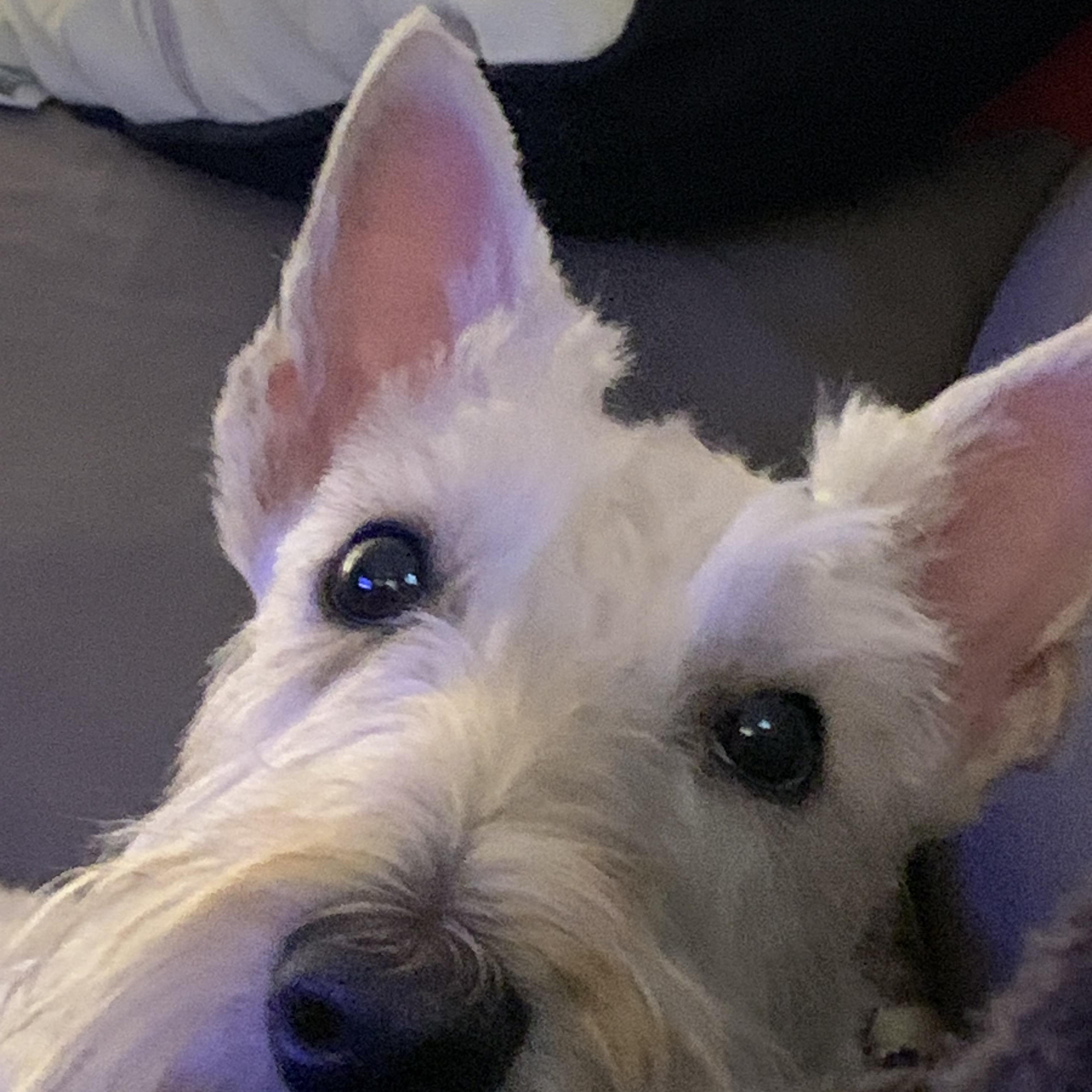 Sandy, a Adopted Scottish Terrier in Rockaway, NJ image 1/5