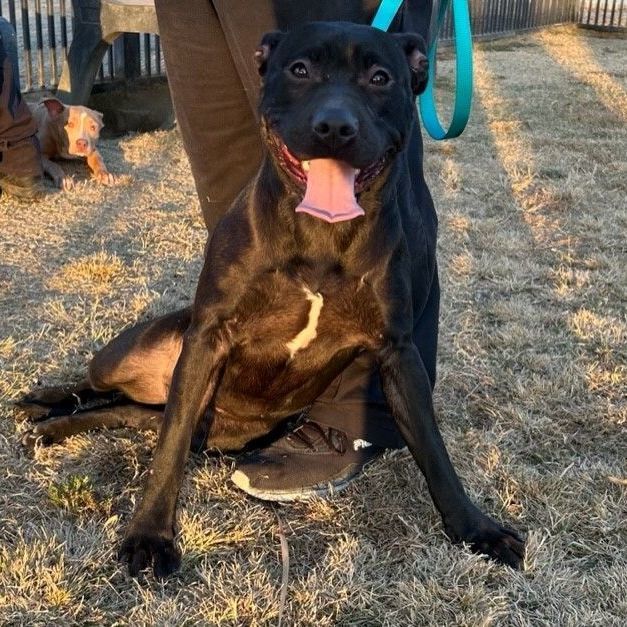SHYANN, Adoptable, Young Female Black Labrador Retriever & American Staffordshire Terrier.