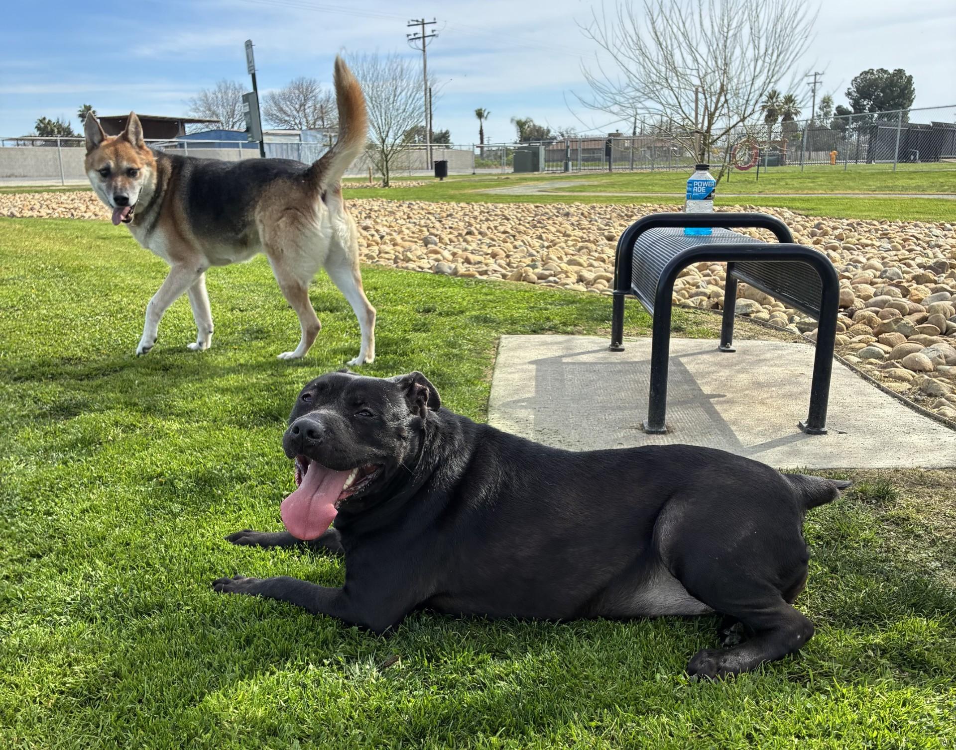 SHYANN, a Adoptable mixed breed in Delano, CA image 2/2