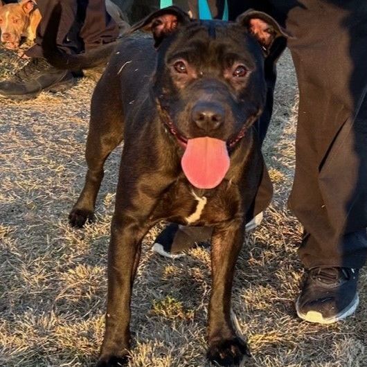 SHYANN, a Adoptable mixed breed in Delano, CA image 2/3