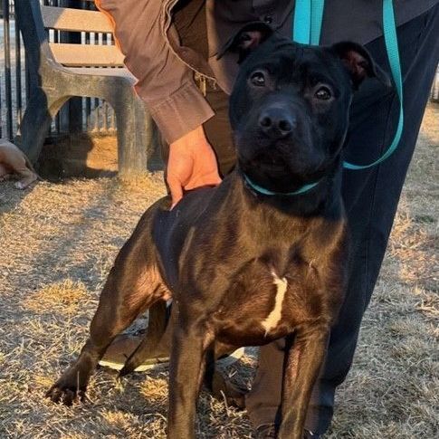 SHYANN, a Adoptable mixed breed in Delano, CA image 3/3