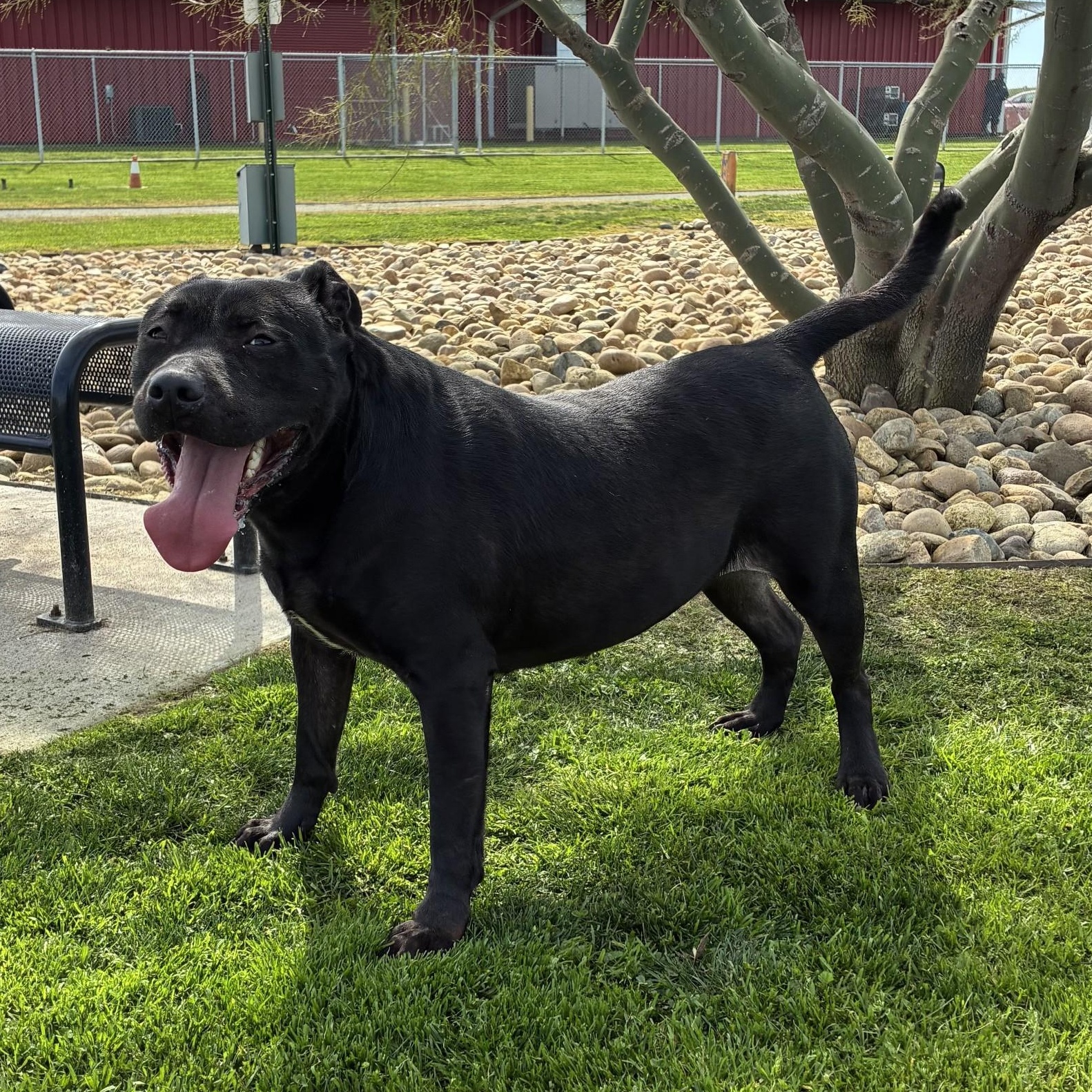Enlarge SHYANN, a Adoptable mixed breed in Delano, CA image 1/3