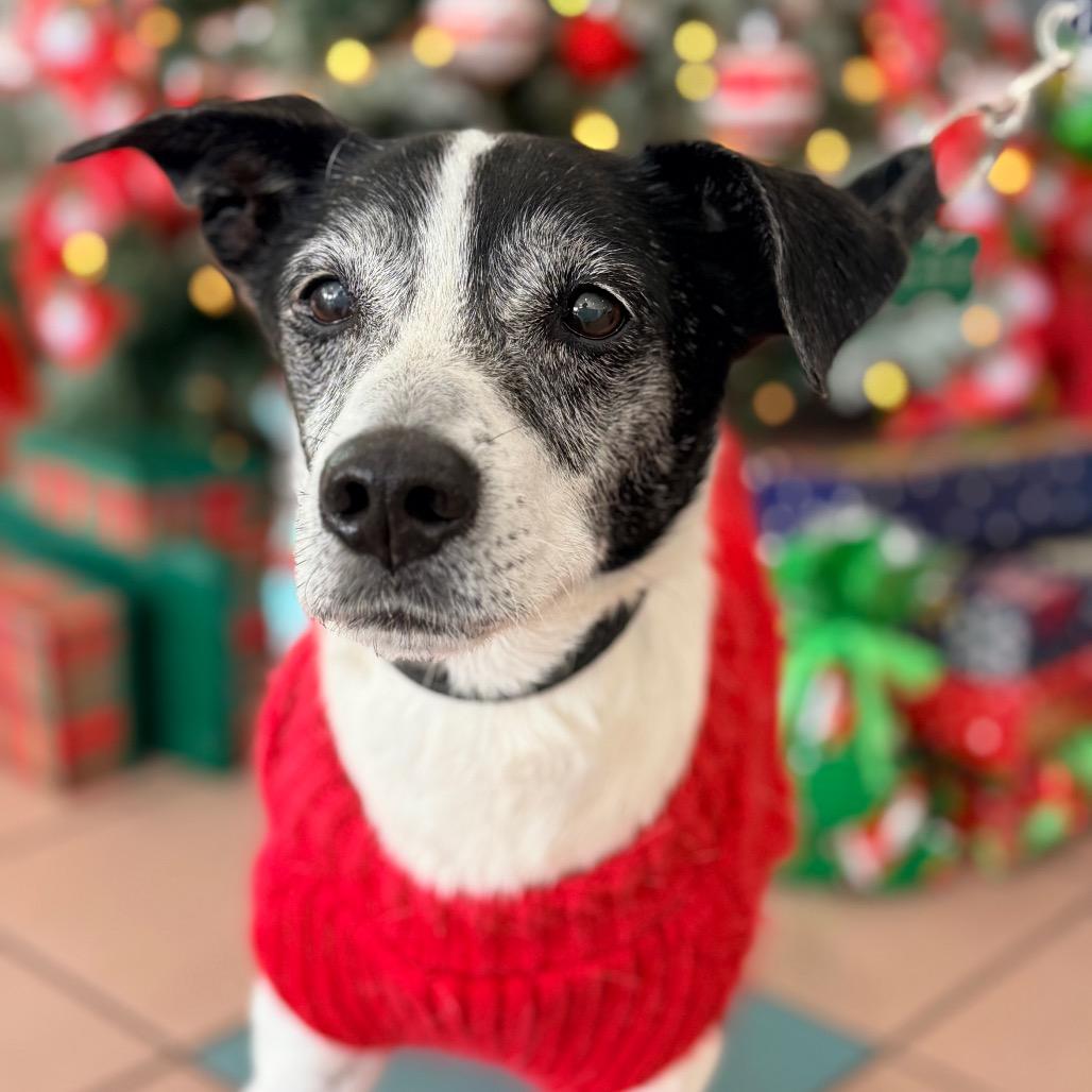 Alejandro, Adoptable, Senior Male Rat Terrier & Mixed Breed.