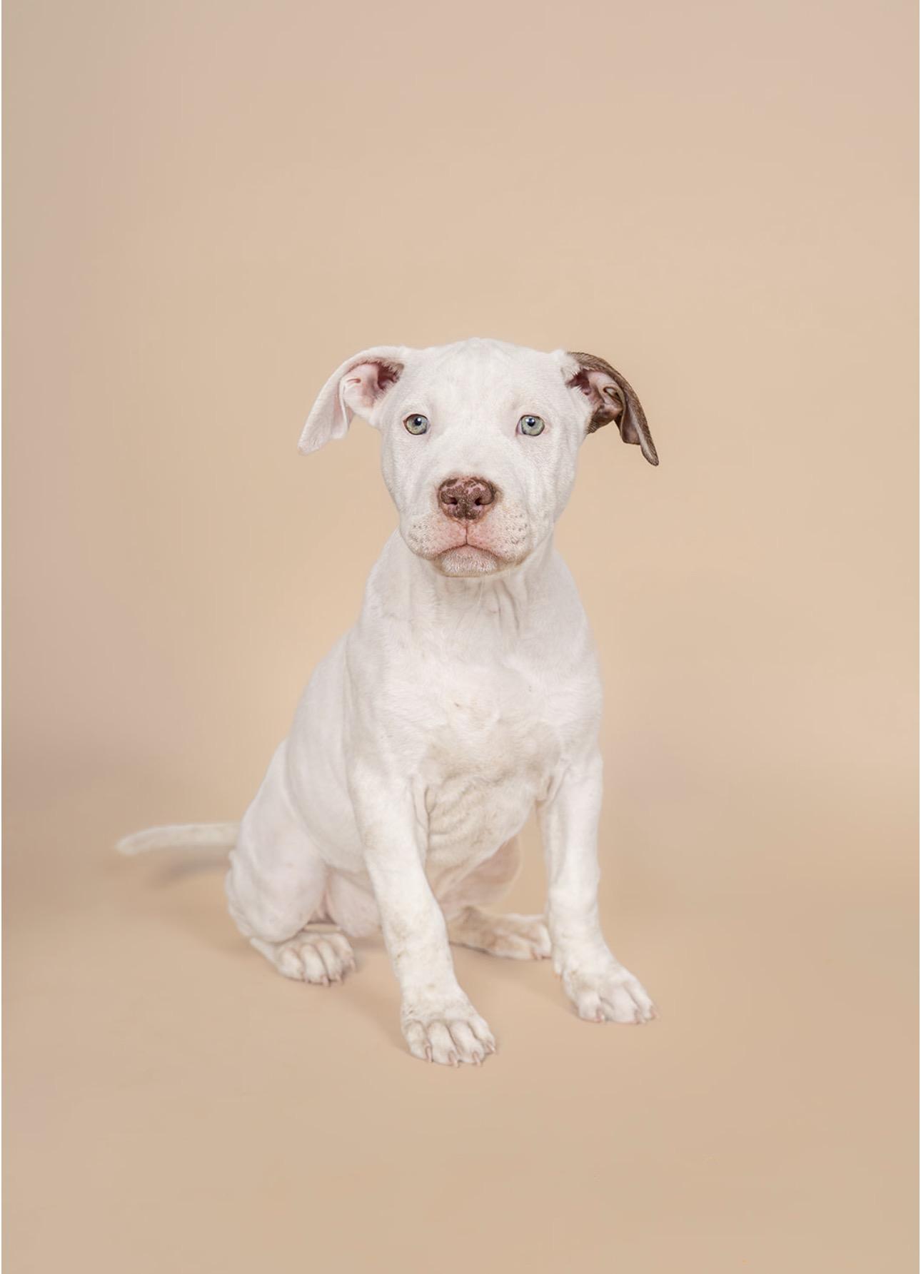 Sage, ADOPTABLE, Young Female American Staffordshire Terrier.