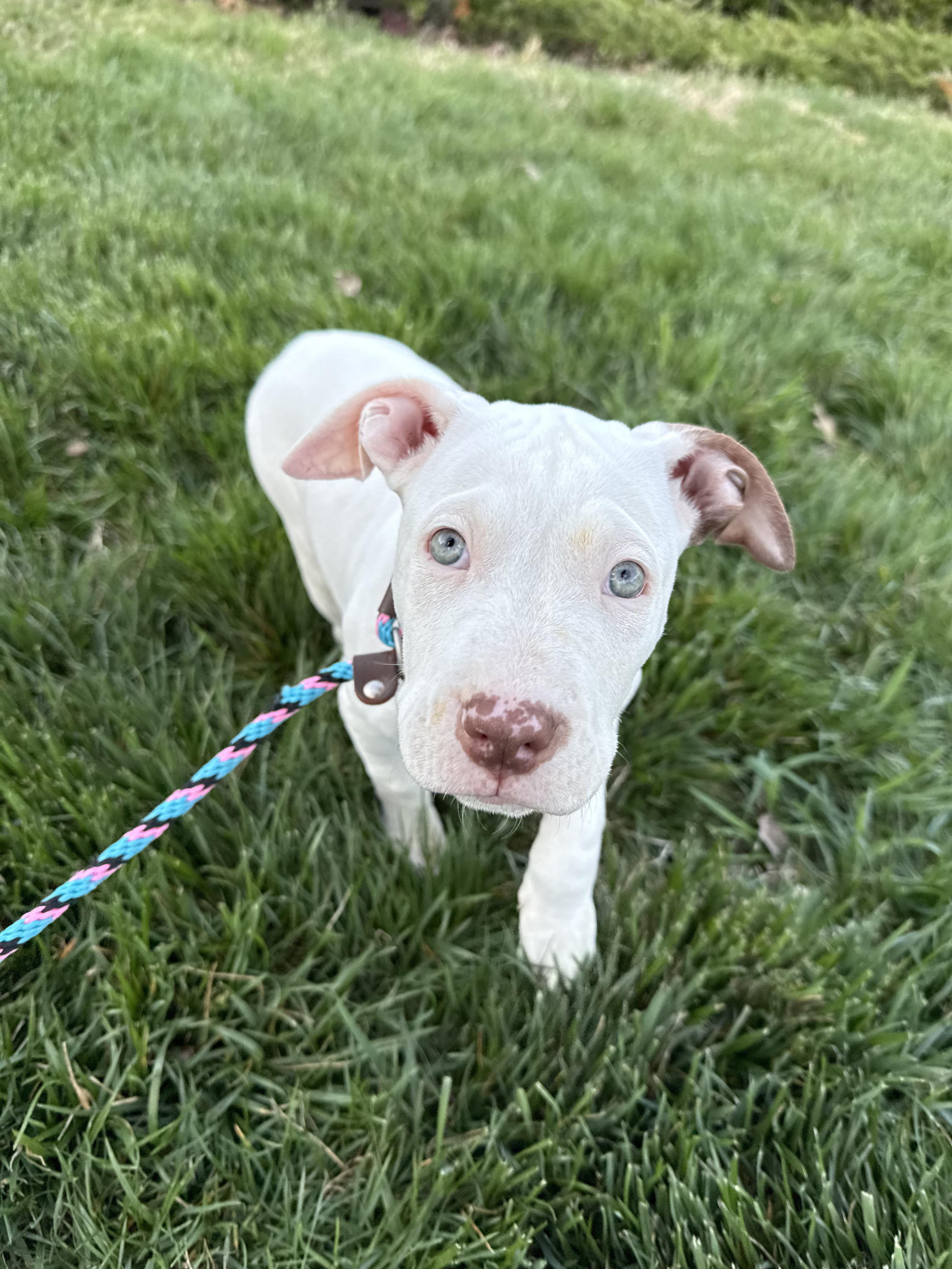 Enlarge Sage, a ADOPTABLE mixed breed in MOORESVILLE, NC image 2/3