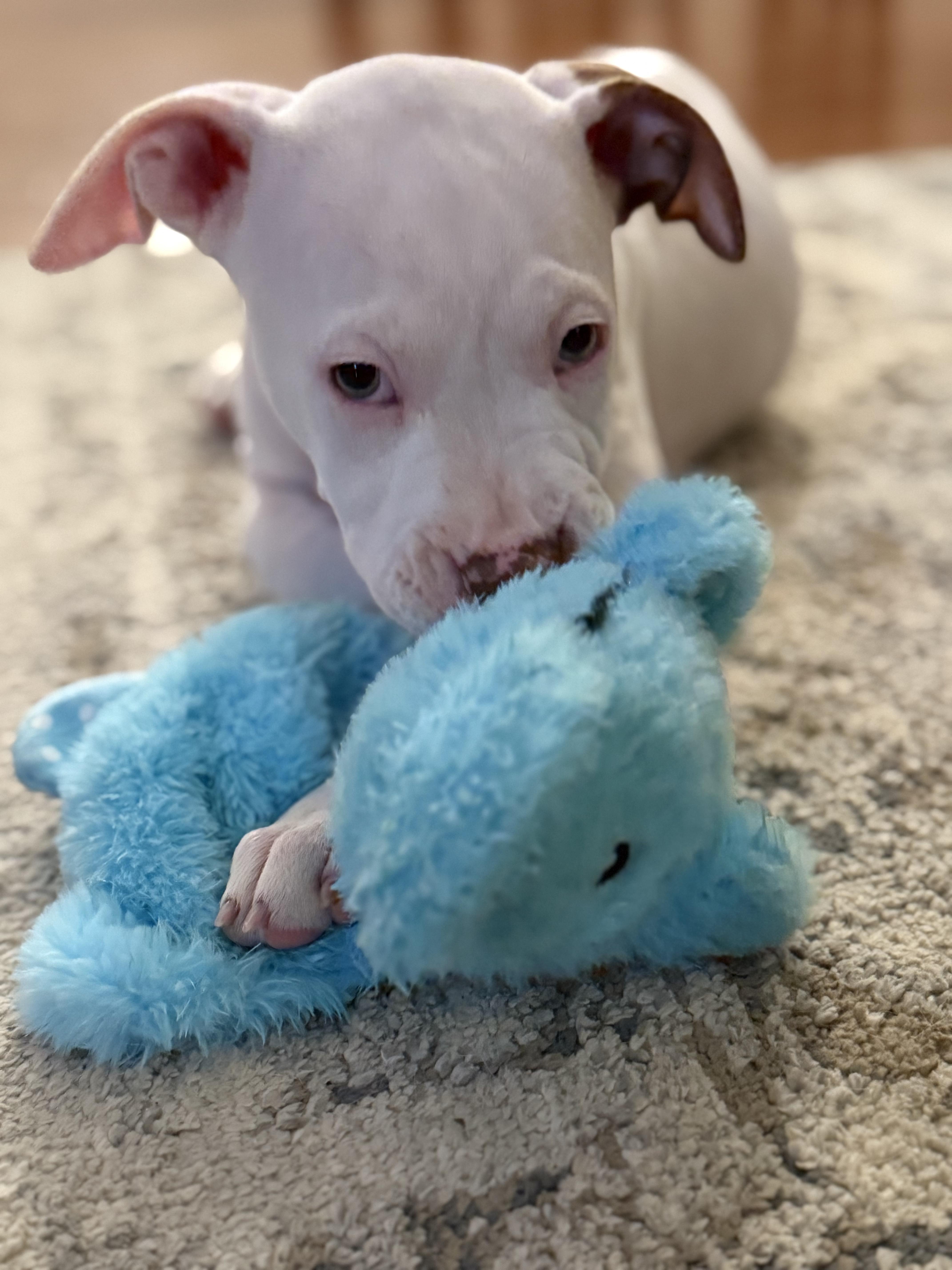 Enlarge Sage, a ADOPTABLE mixed breed in MOORESVILLE, NC image 3/3