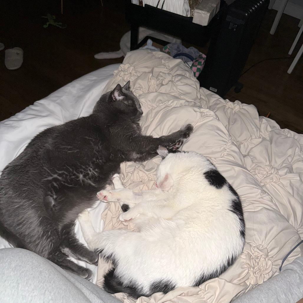 Franklin, Adoptable, Senior Male Domestic Short Hair.