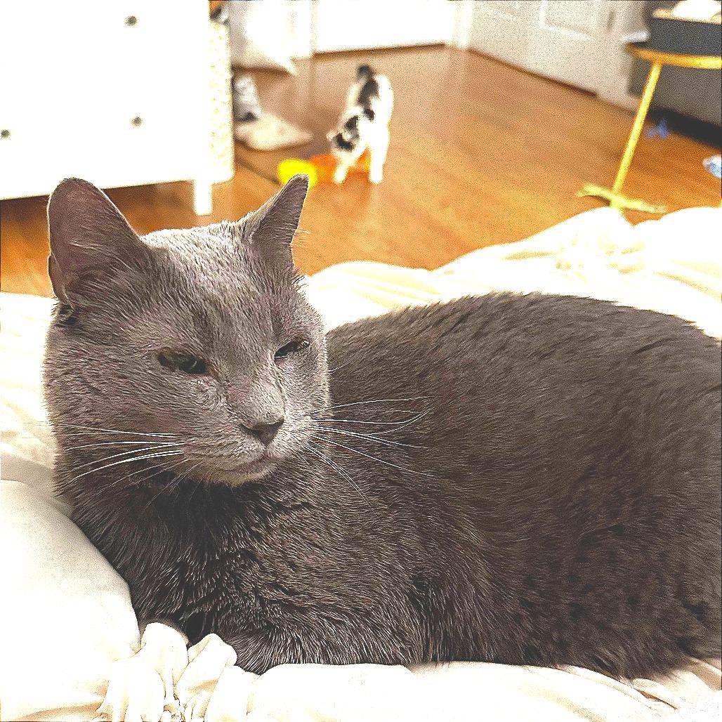 Franklin, Adoptable, Senior Male Domestic Short Hair.