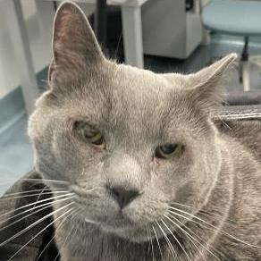 Franklin, a Adoptable Domestic Short Hair in New York, NY image 3/3