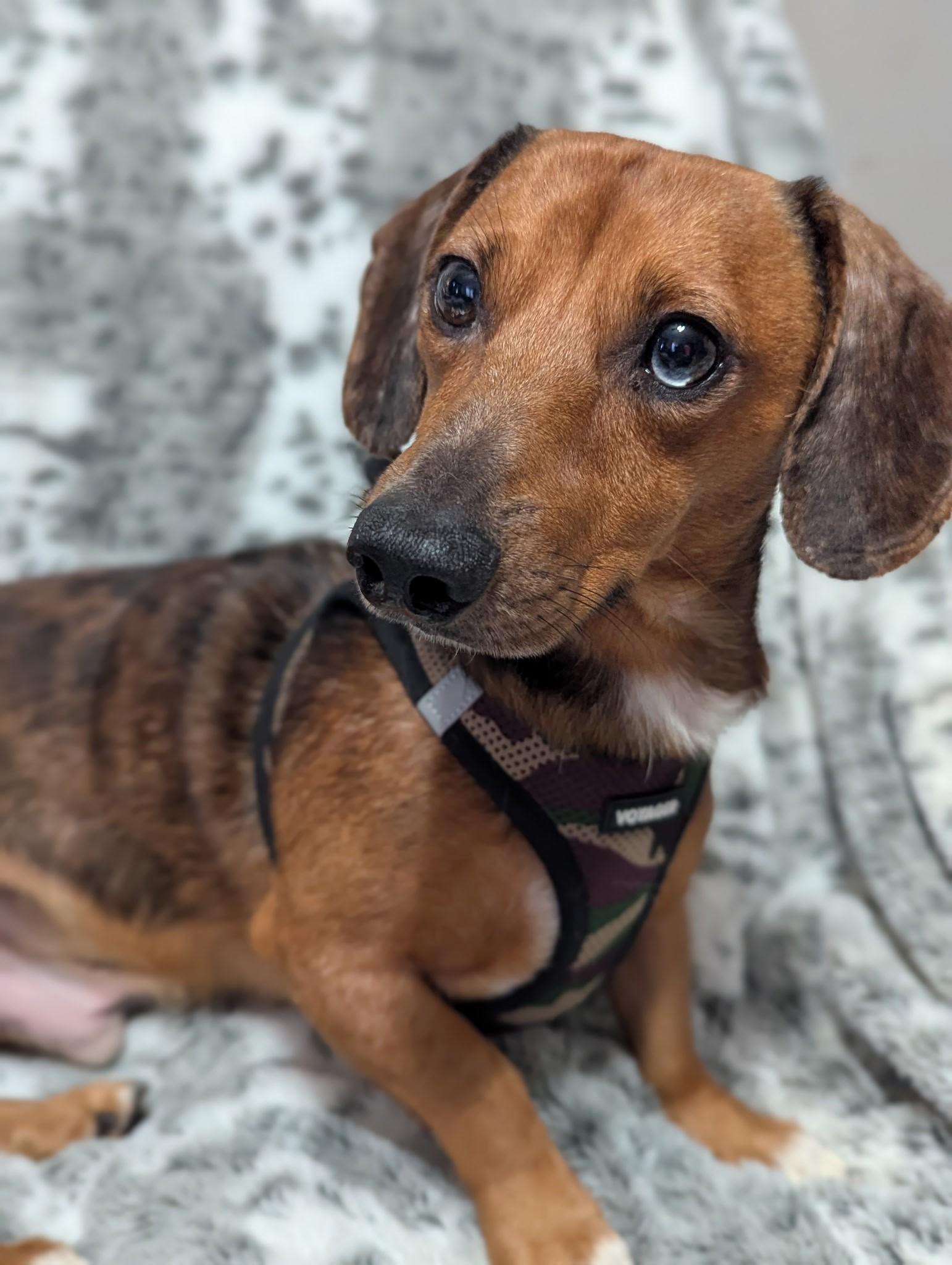 Charlie, Adopted, Young Male Dachshund.