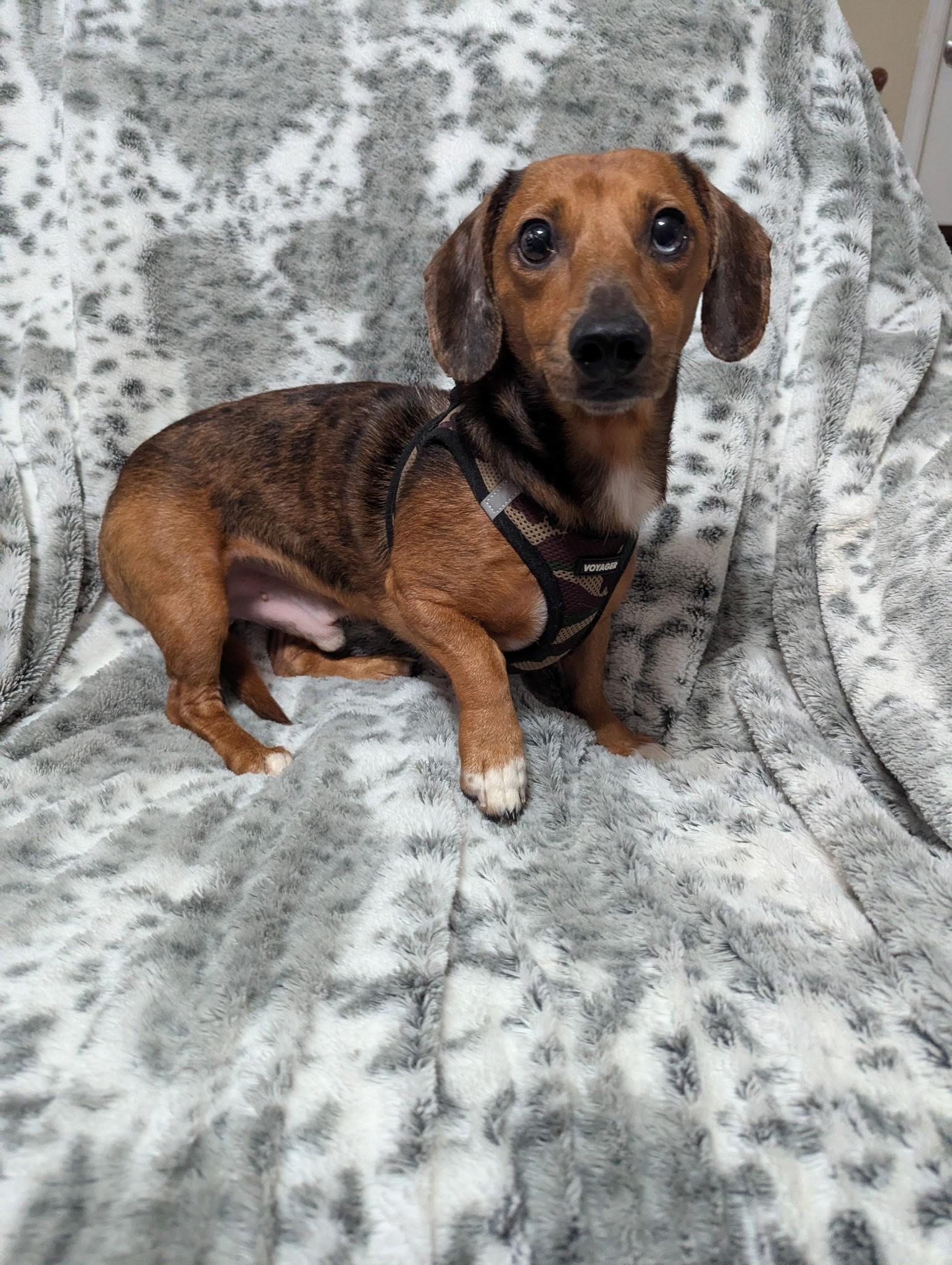 Enlarge Charlie, a Adopted mixed breed in Plant City, FL image 2/2