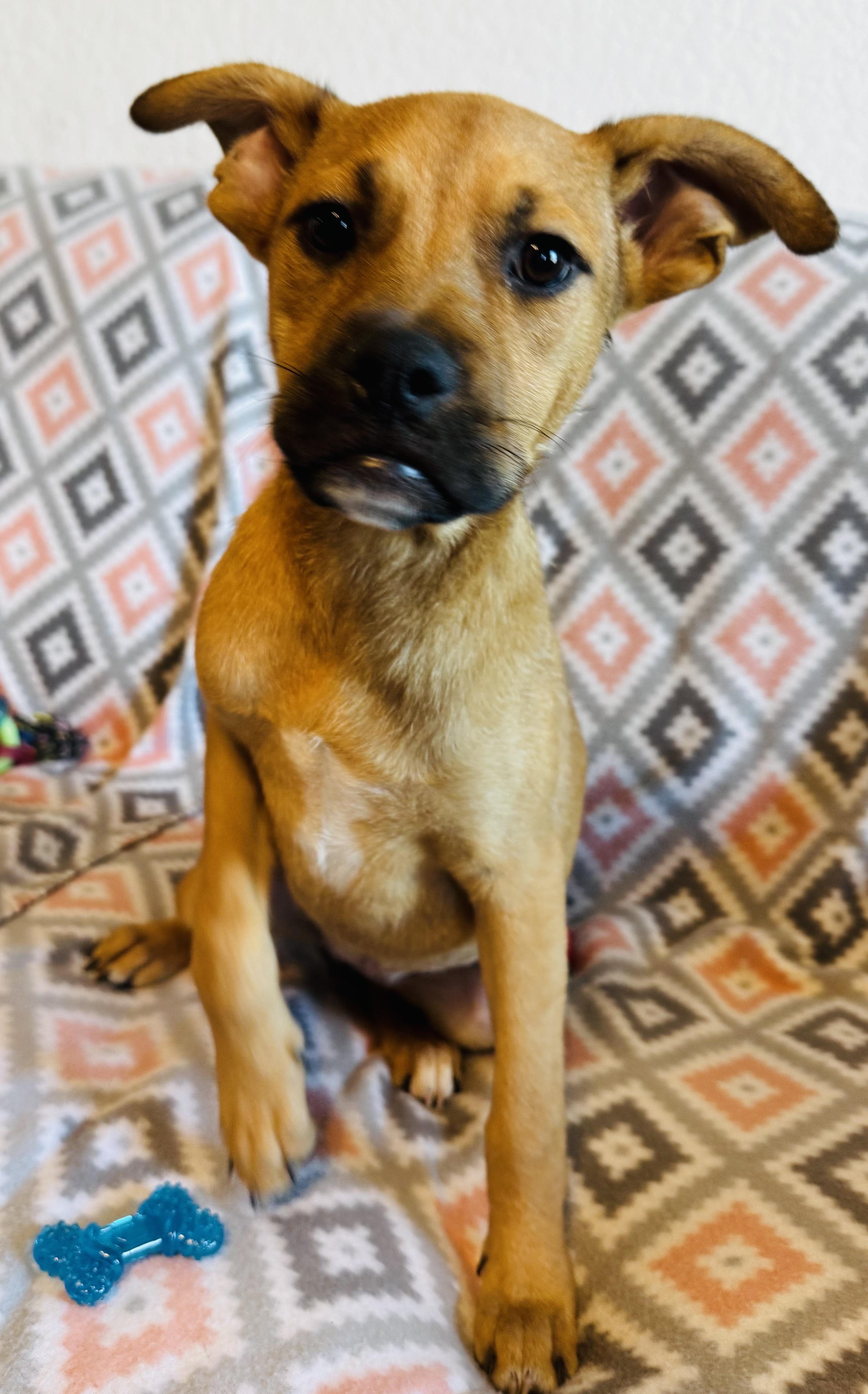 Enlarge Molly, a Adopted mixed breed in Denver, CO image 1/6