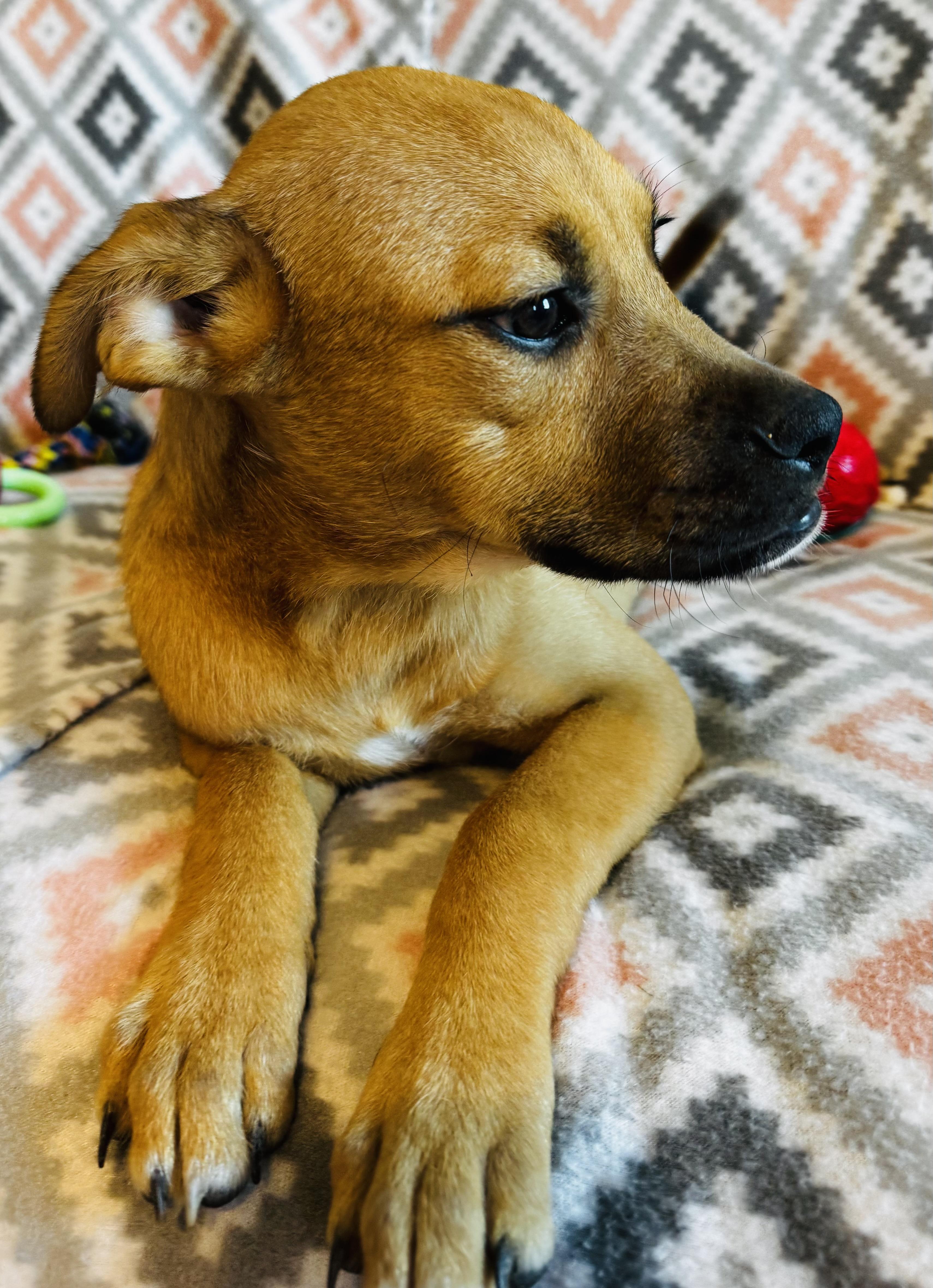 Enlarge Molly, a Adopted mixed breed in Denver, CO image 5/6