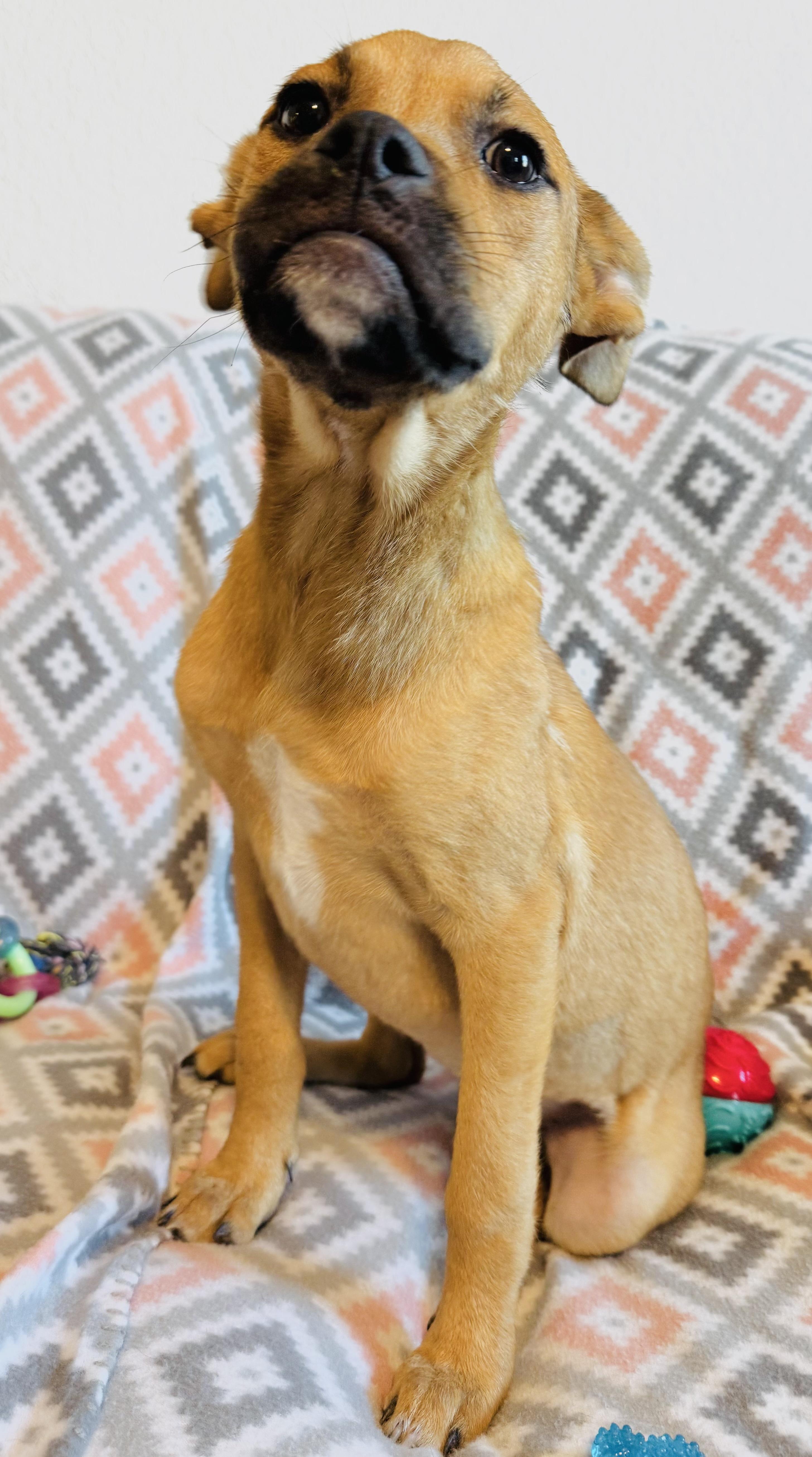 Enlarge Molly, a Adopted mixed breed in Denver, CO image 6/6