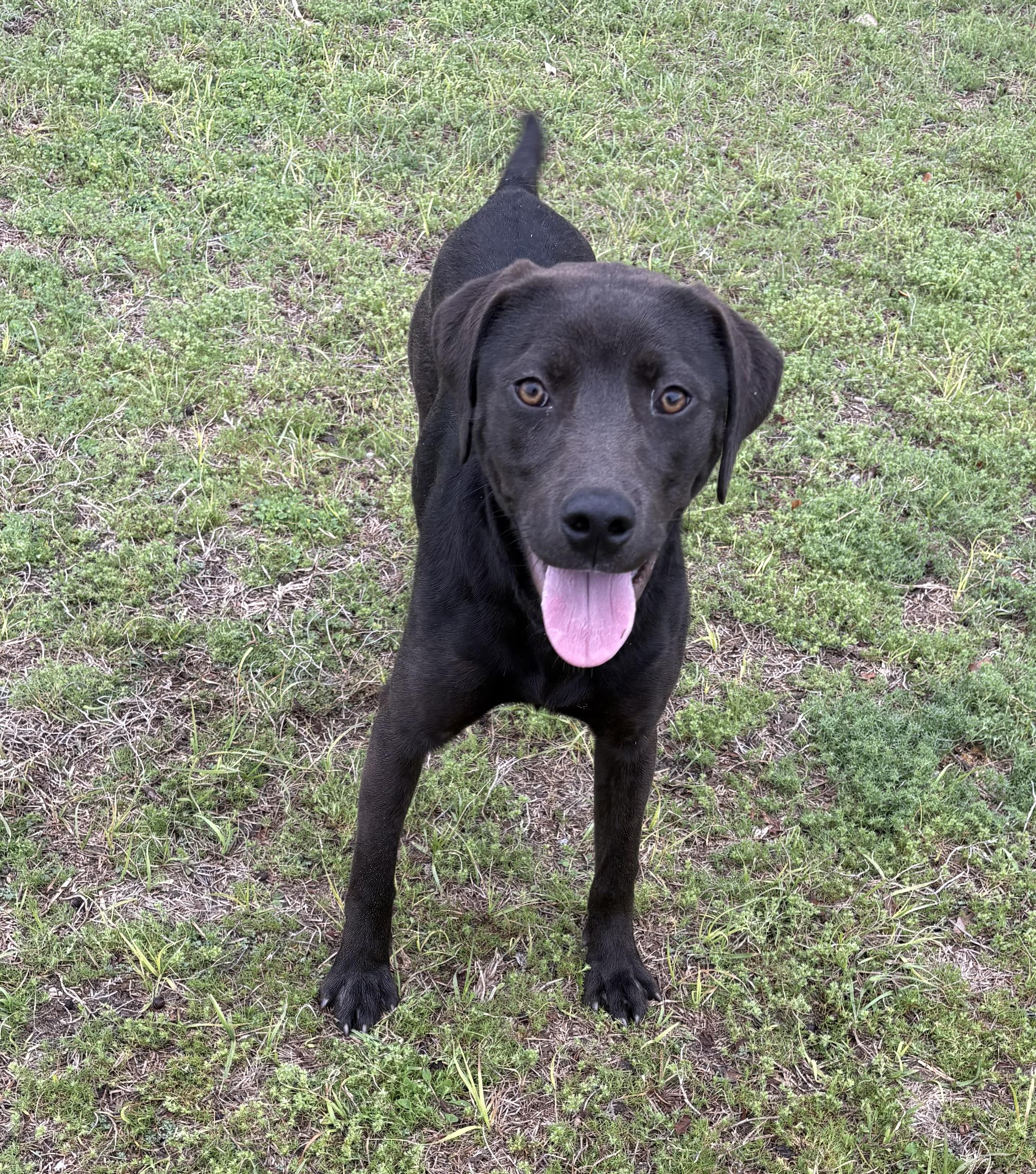Sparkle, ADOPTABLE, Puppy Female Labrador Retriever & Bulldog.
