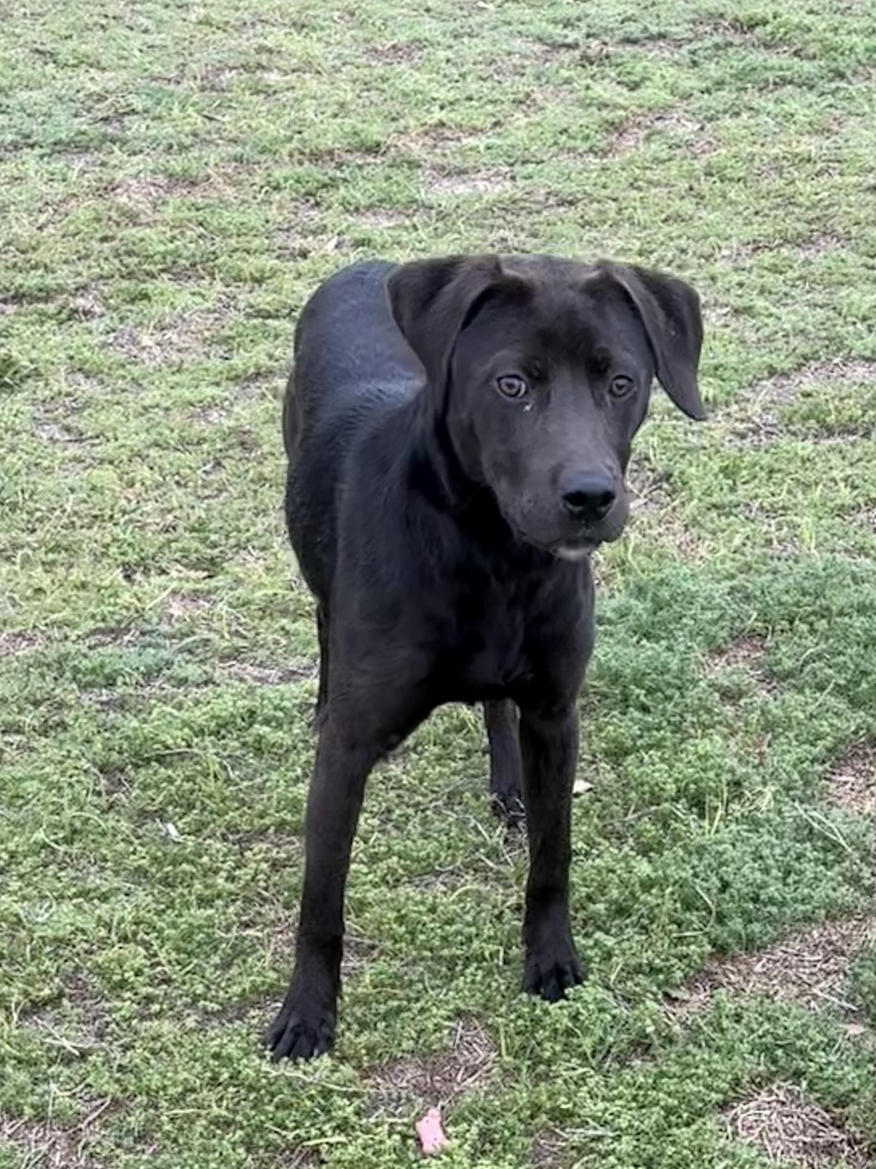 Enlarge Sparkle, a ADOPTABLE mixed breed in Valdosta, GA image 2/2