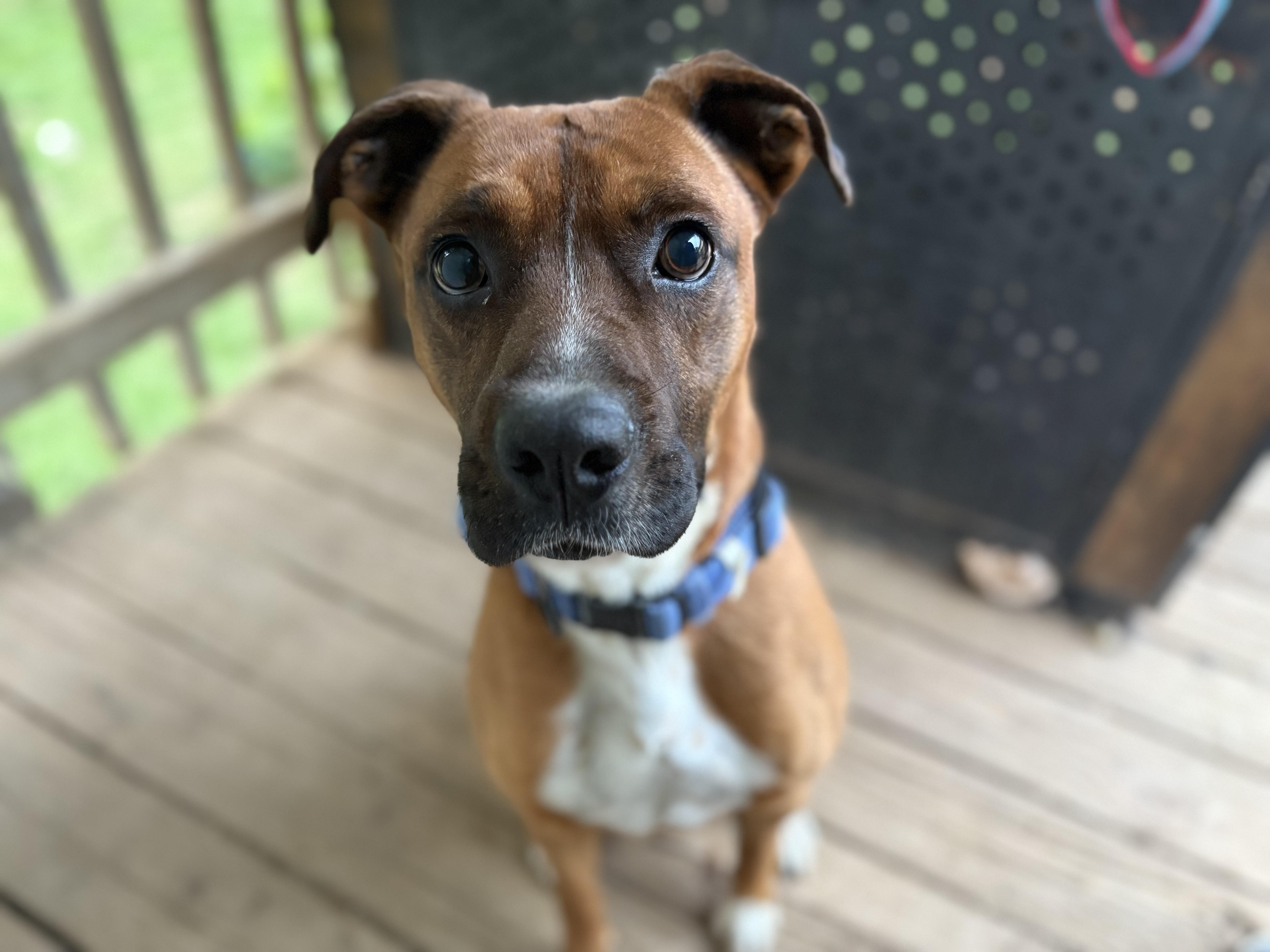 Zero, a Adoptable mixed breed in Fredericksburg , VA image 1/4