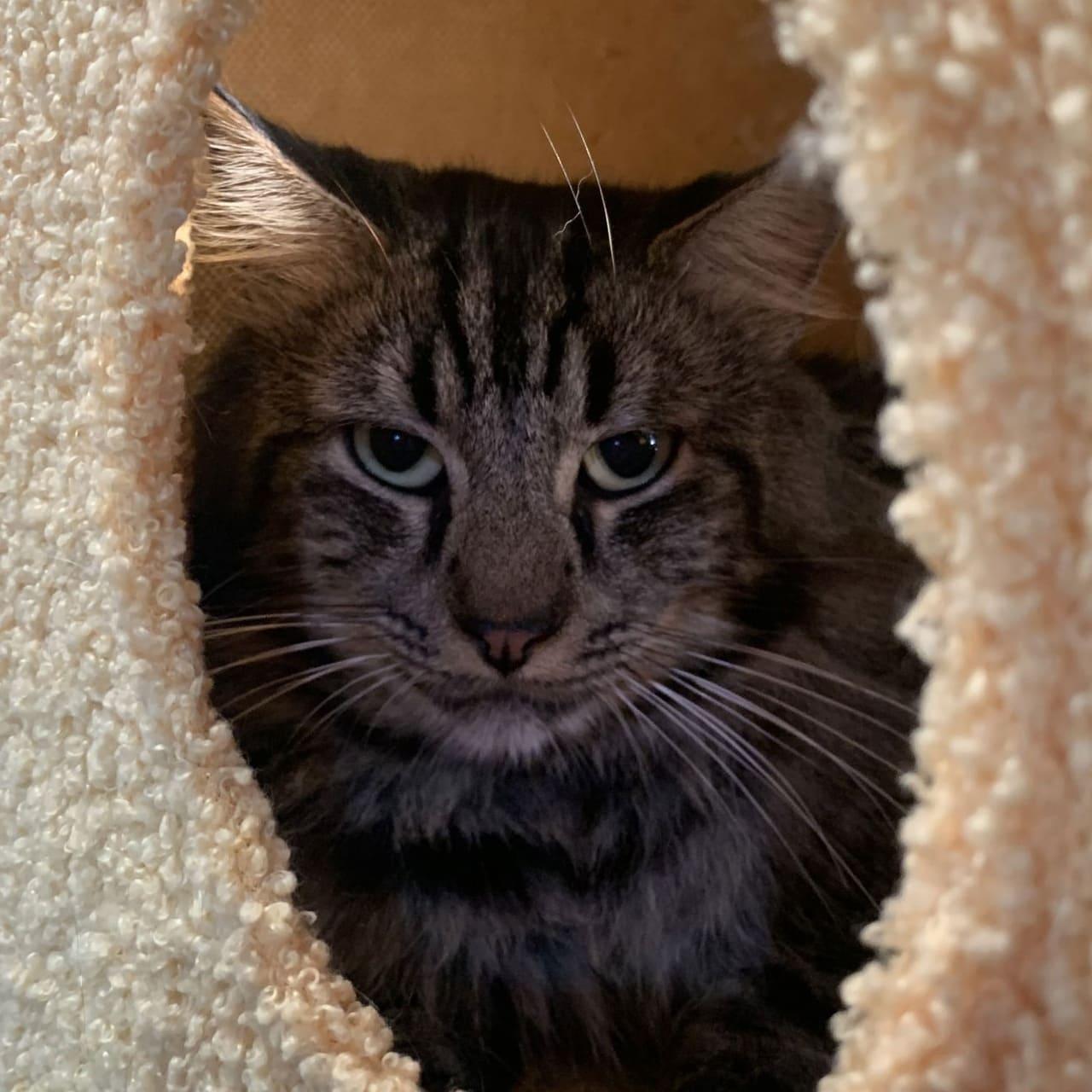 Sebastian, Adopted, Young Male Domestic Long Hair & Maine Coon.