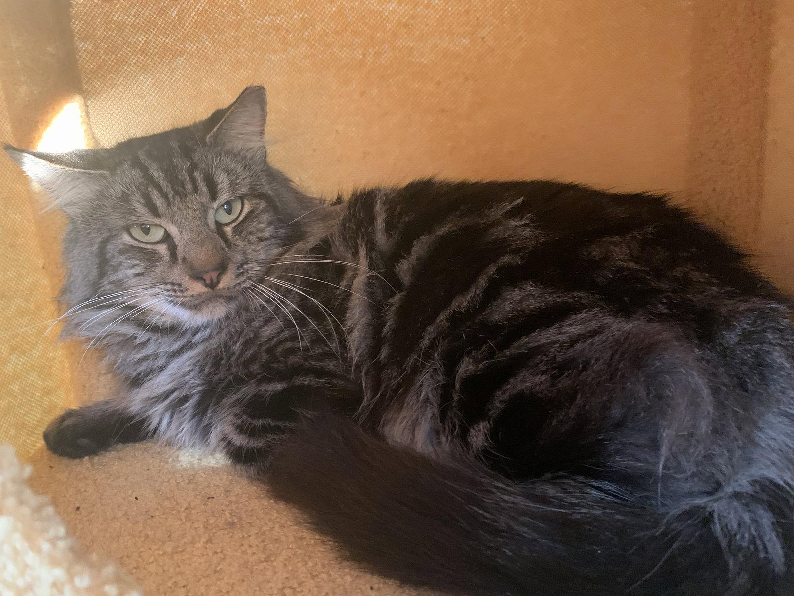 Enlarge Sebastian, a Adopted mixed breed in Tampa, FL image 2/2