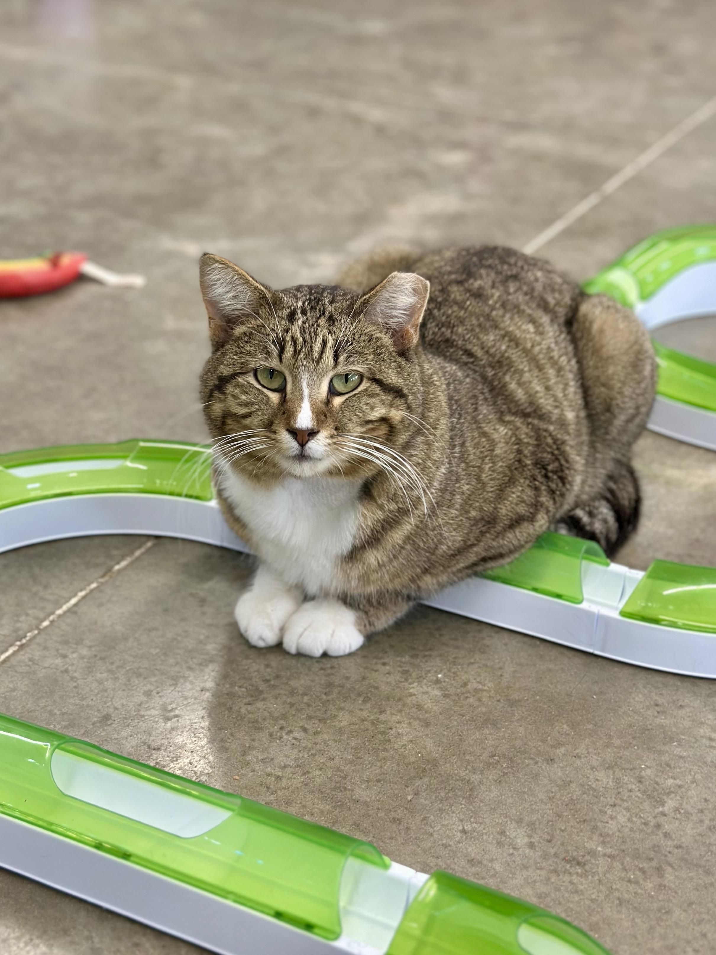 Enlarge Marco, an adopted Domestic Short Hair in Faribault, MN image 4/4