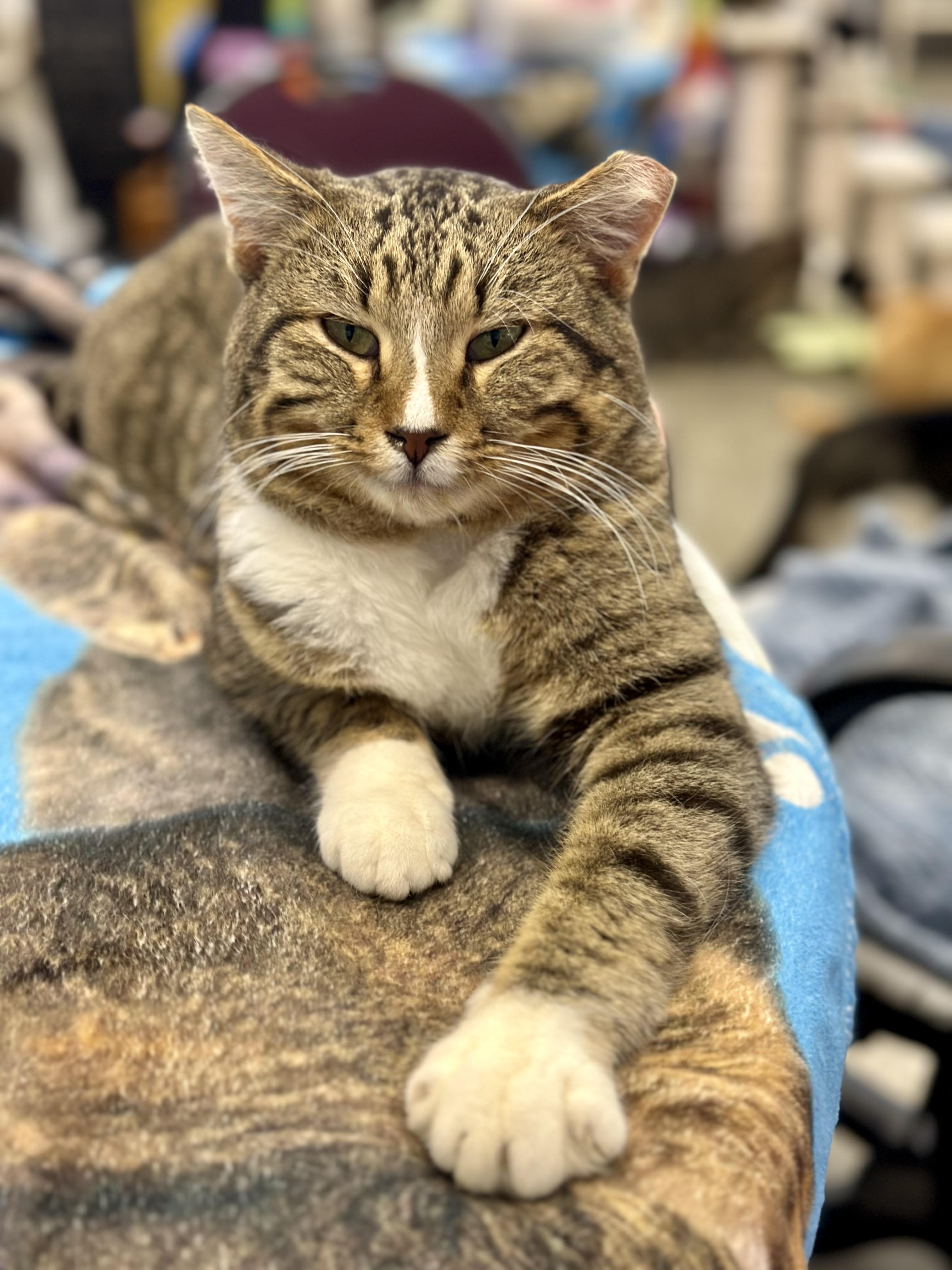 Enlarge Marco, an adopted Domestic Short Hair in Faribault, MN image 3/4