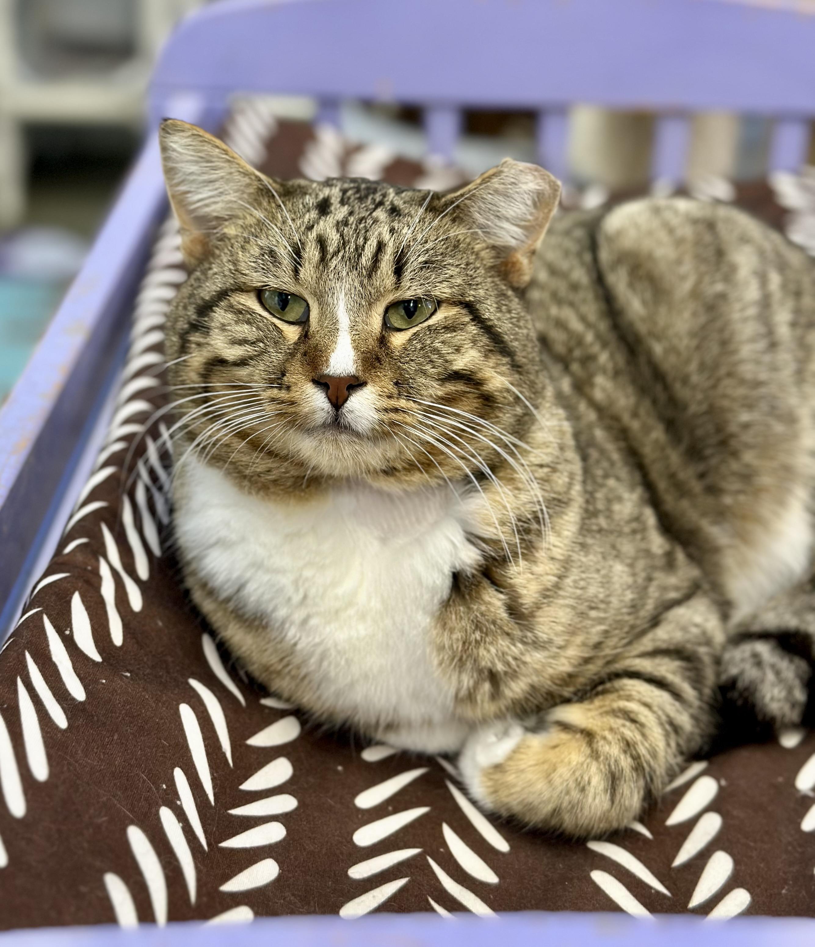 Enlarge Marco, an adopted Domestic Short Hair in Faribault, MN image 2/4