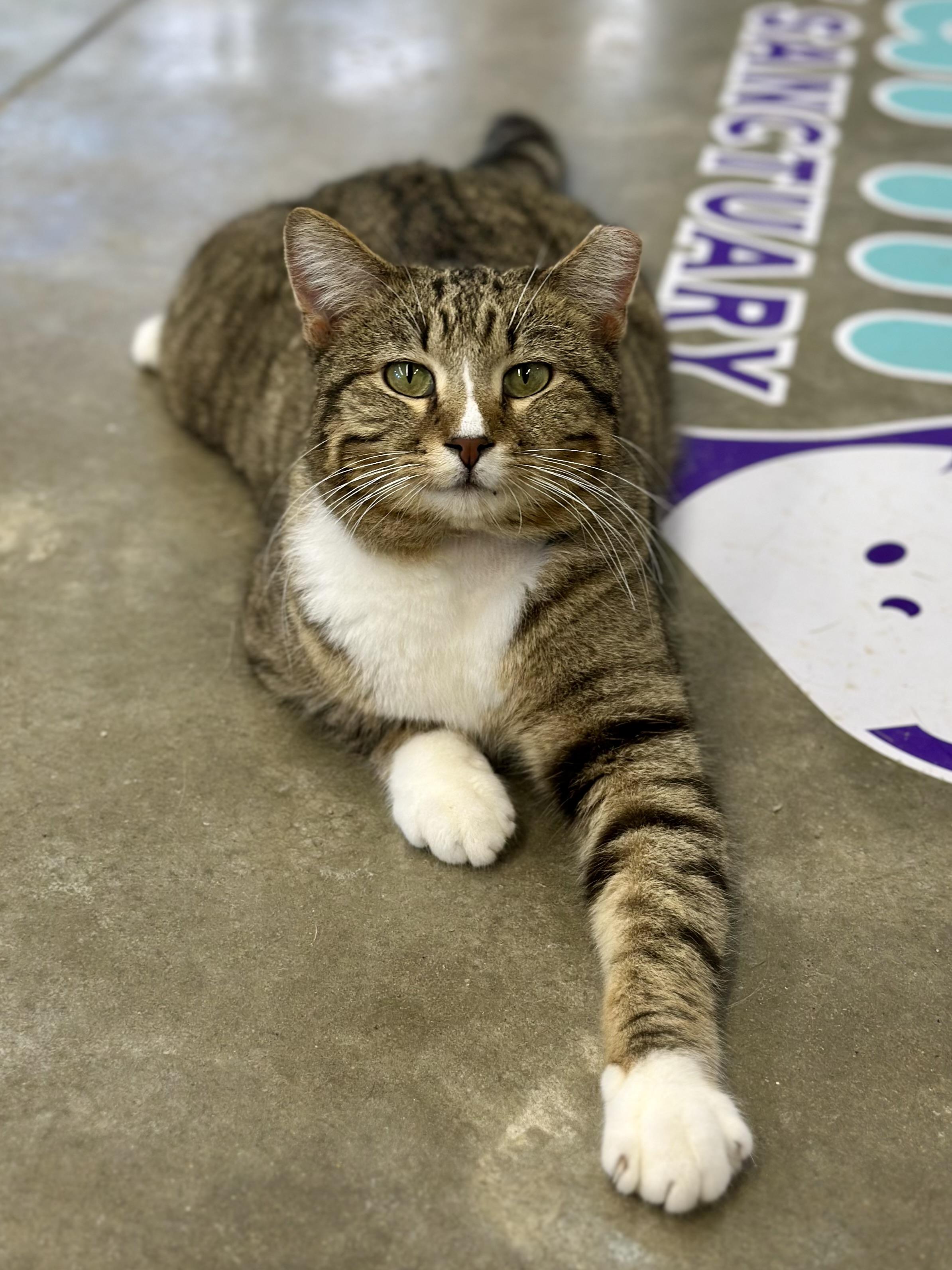 Enlarge Marco, an adopted Domestic Short Hair in Faribault, MN image 1/4