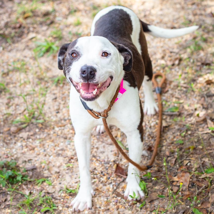 Enlarge Miss Clover, a Adoptable mixed breed in Hattiesburg, MS image 1/1