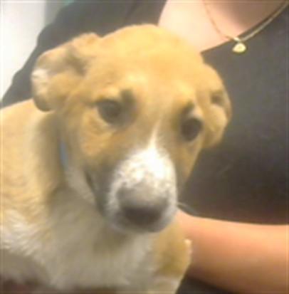 TWEETY, Adoptable, Puppy Male German Shepherd Dog & Mixed Breed.