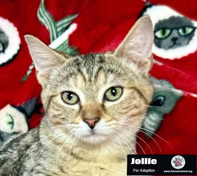 Cat for adoption - Jollie, a Domestic Short Hair in Killingly, CT