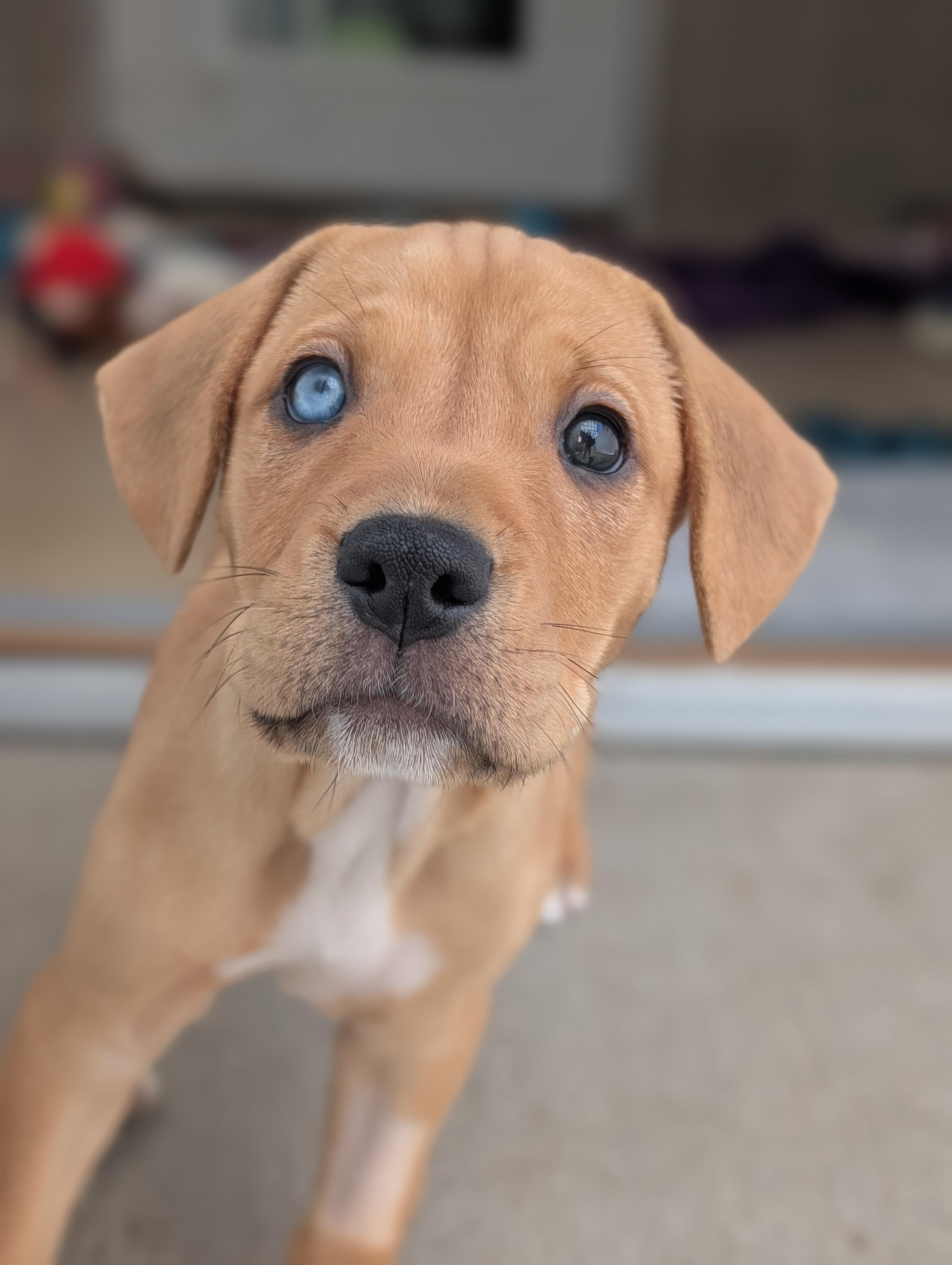 Dior, Adoptable, Young Female Mixed Breed.