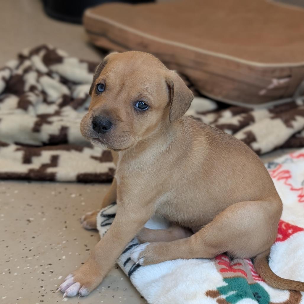 Enlarge Dior, a Adopted Mixed Breed in Fenton, MI image 4/4