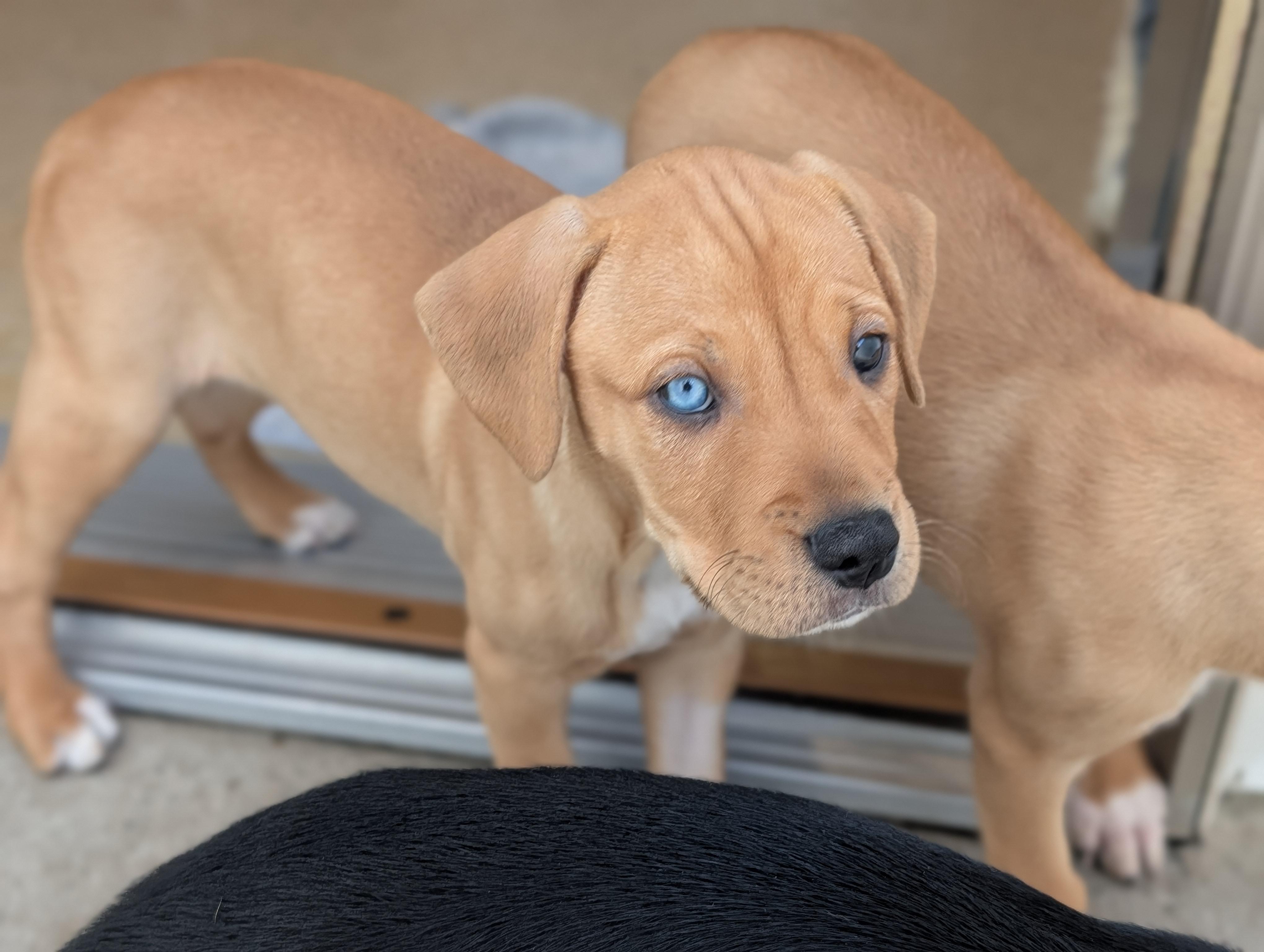 Enlarge Dior, a Adopted Mixed Breed in Fenton, MI image 3/4