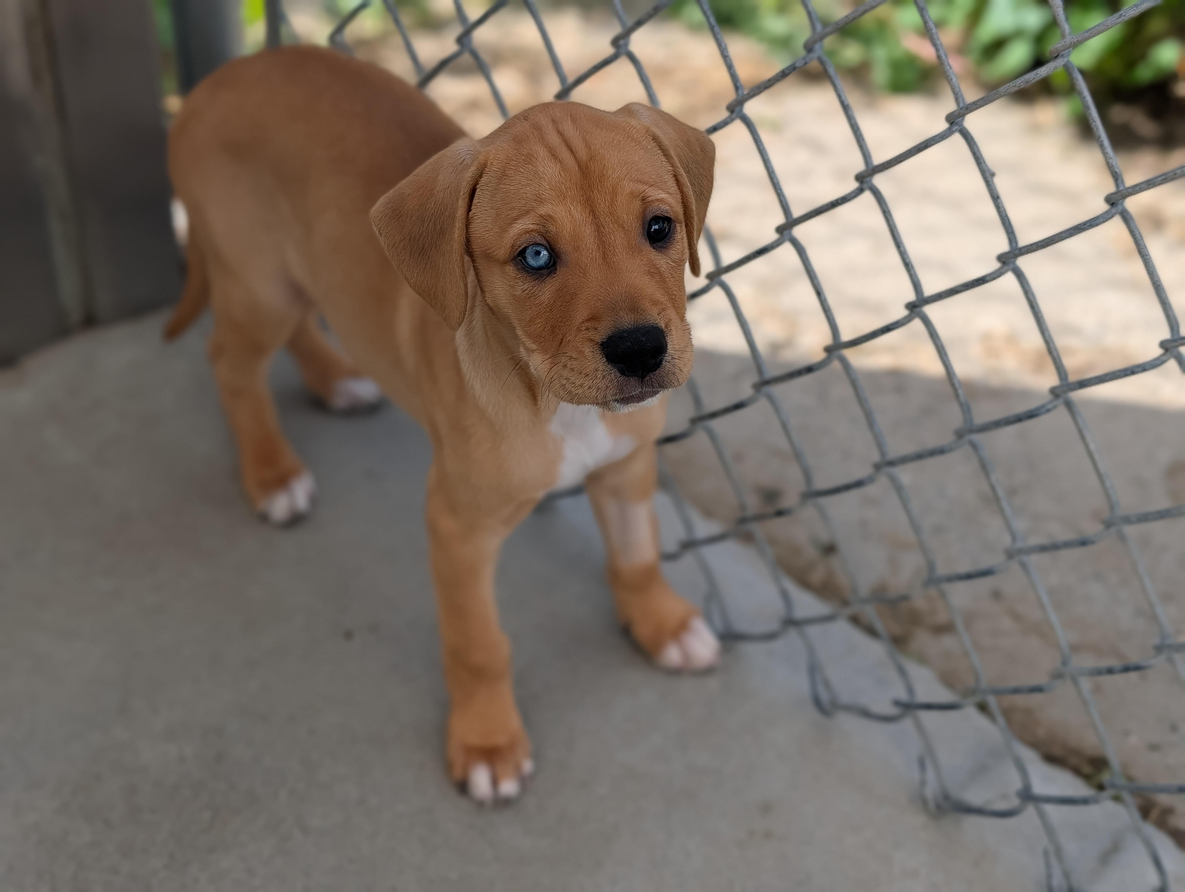 Enlarge Dior, a Adopted Mixed Breed in Fenton, MI image 2/4