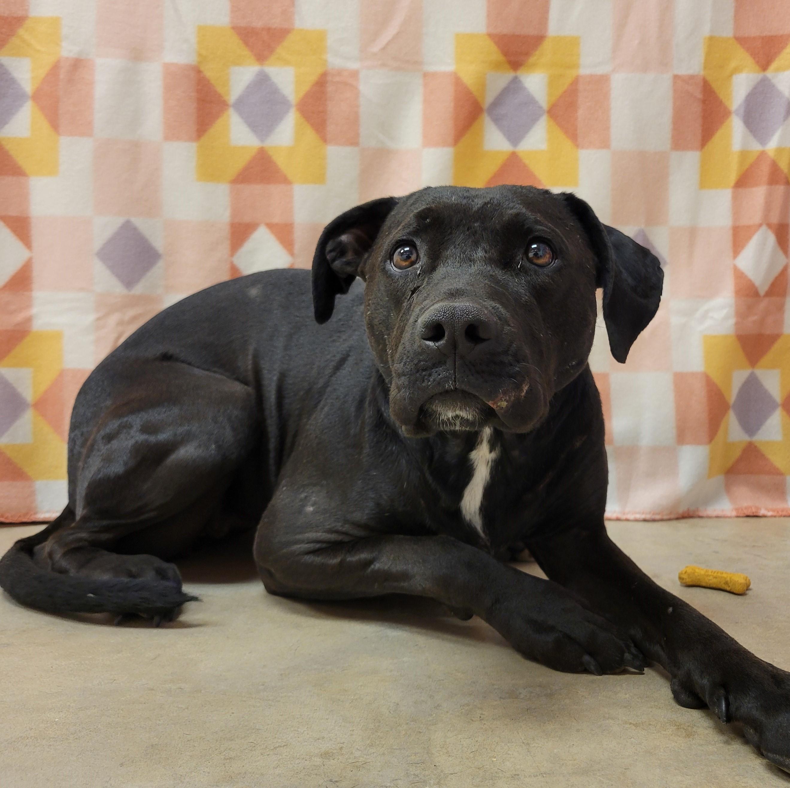 Enlarge Heidi Star, an adoptable Pit Bull Terrier in ALPINE, TX image 3/5