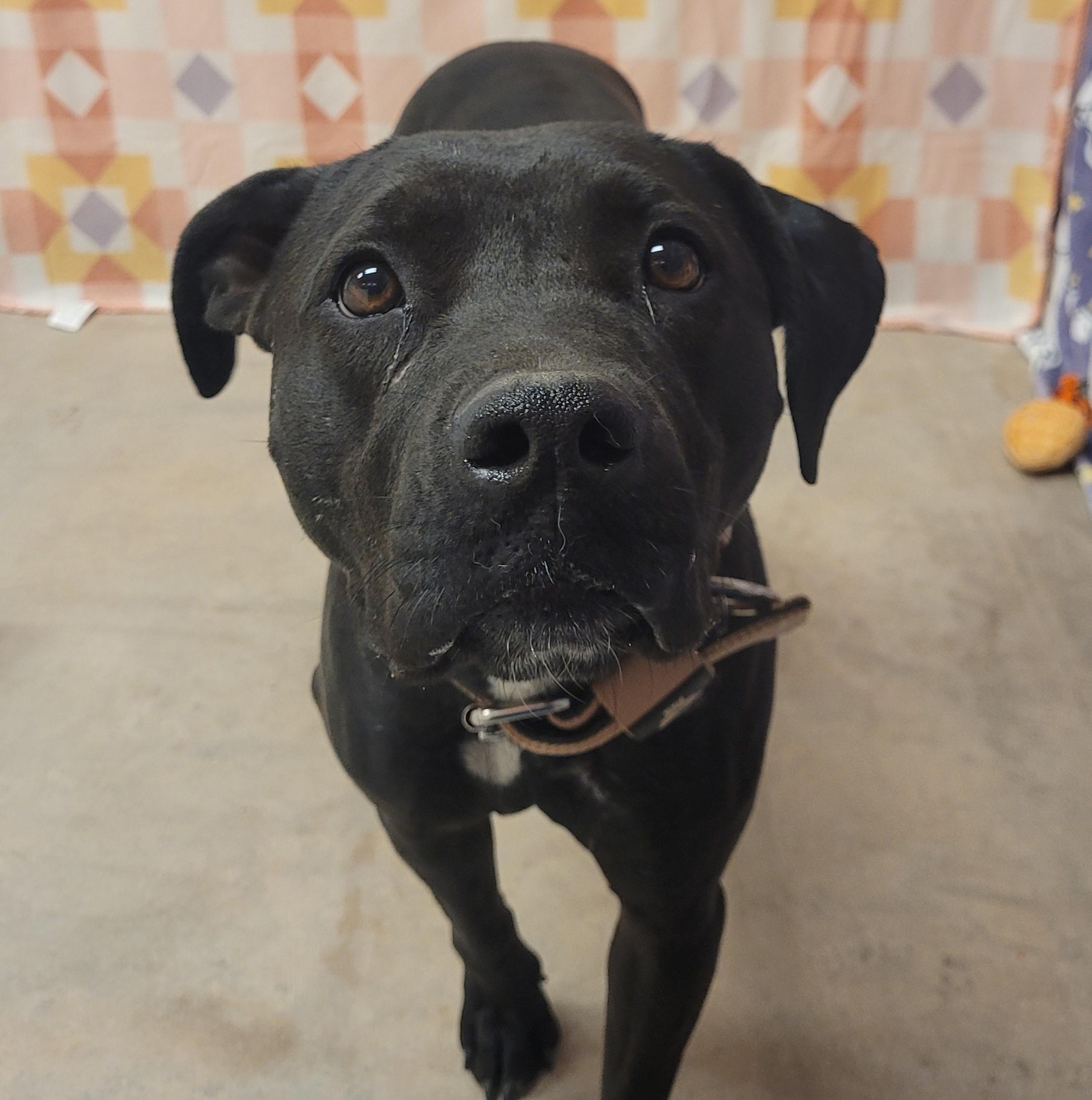 Heidi Star, adoptable, Young Female Pit Bull Terrier.