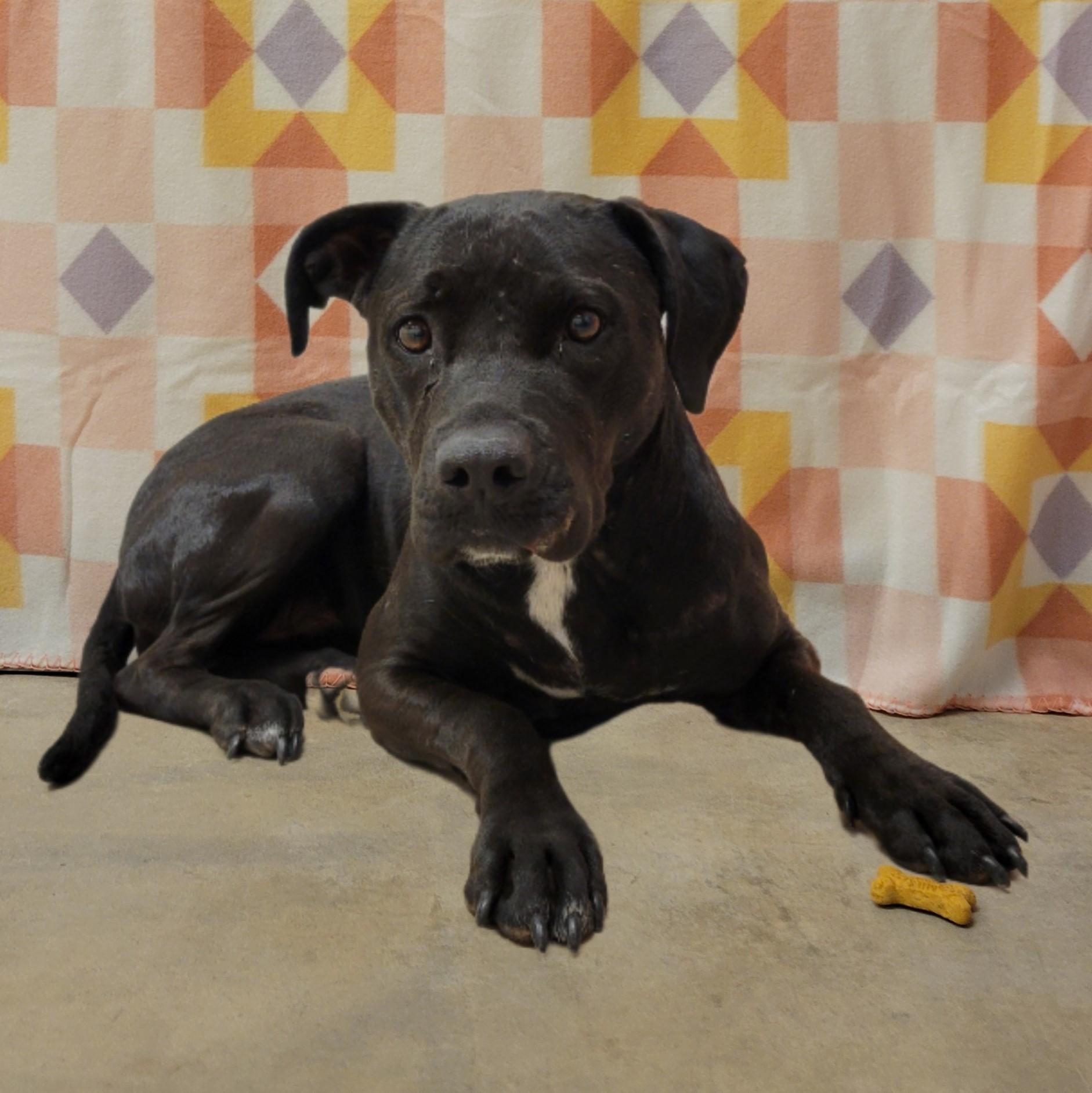 Enlarge Heidi Star, an adoptable Pit Bull Terrier in ALPINE, TX image 5/5
