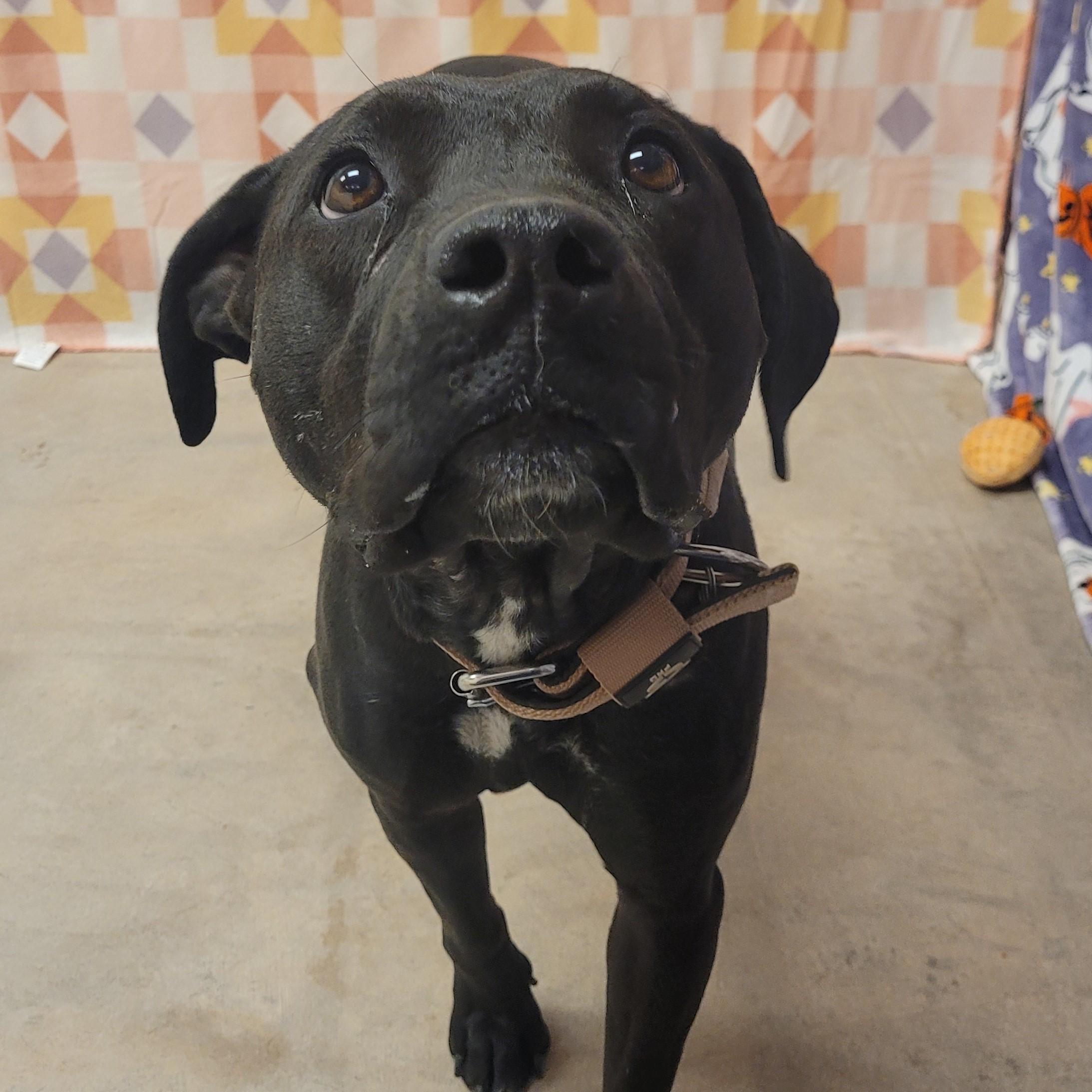 Enlarge Heidi Star, an adoptable Pit Bull Terrier in ALPINE, TX image 2/5