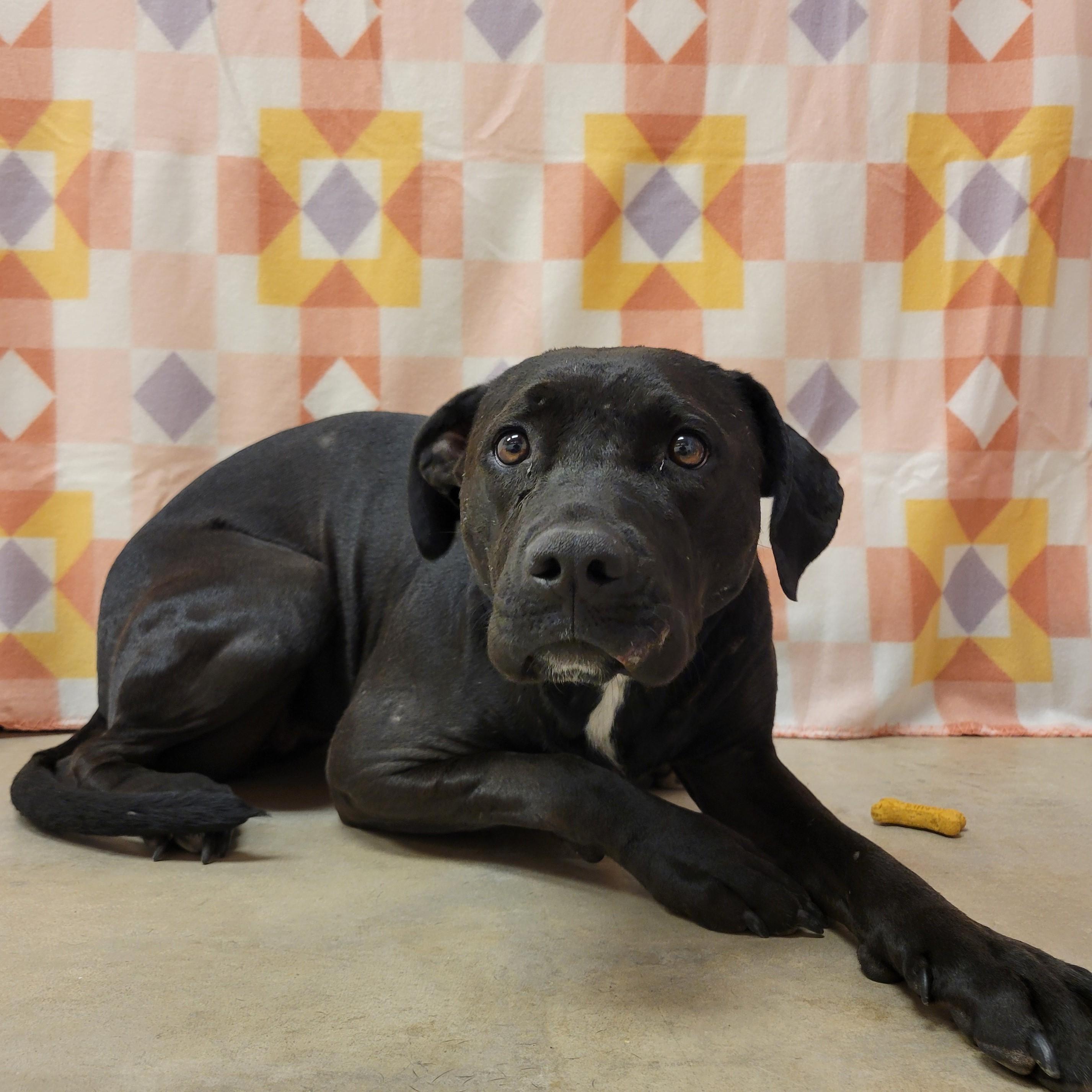 Enlarge Heidi Star, an adoptable Pit Bull Terrier in ALPINE, TX image 4/5