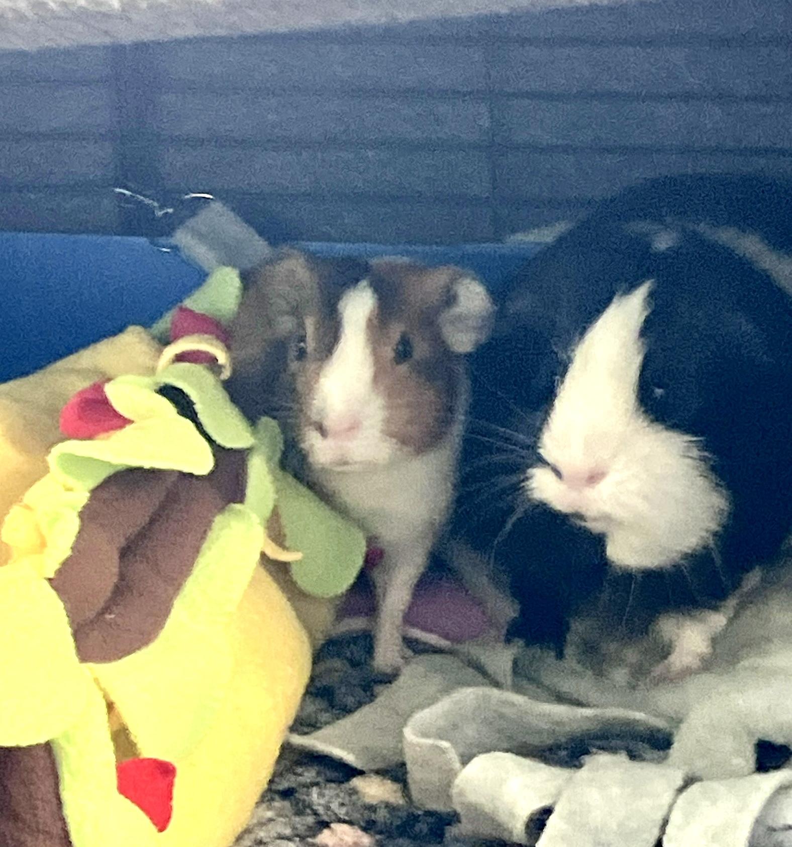 Enlarge Viggo and Frodo, a Adoptable Guinea Pig in Mission viejo, CA image 2/4
